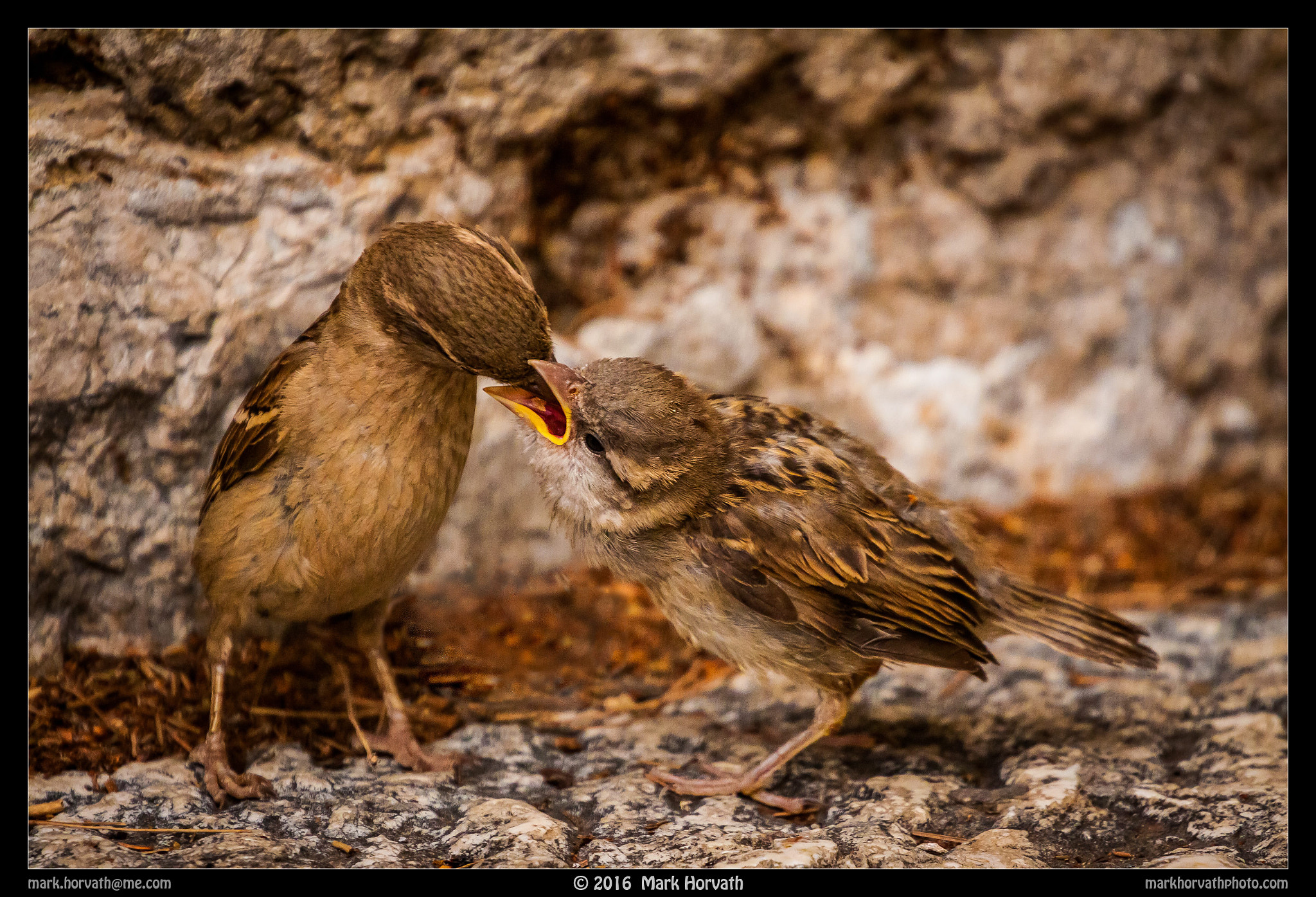 Canon EF 70-200mm F4L USM sample photo. Care photography