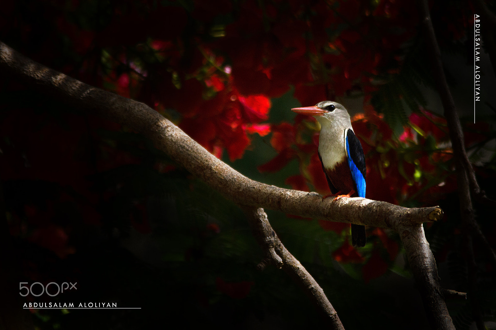 Sigma 150-500mm F5-6.3 DG OS HSM sample photo. Kingfisher photography
