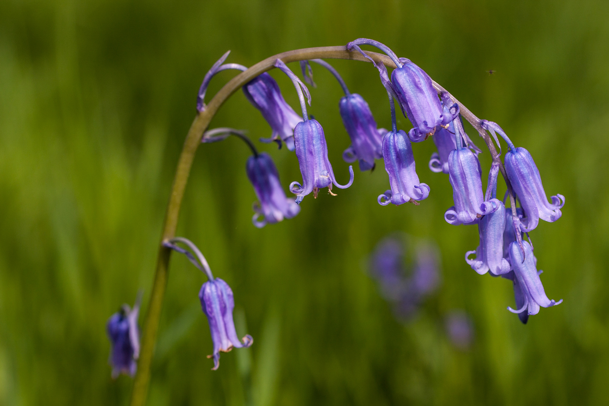 Canon EOS 40D + Canon EF 50mm F2.5 Macro sample photo. Mont beuvray photography