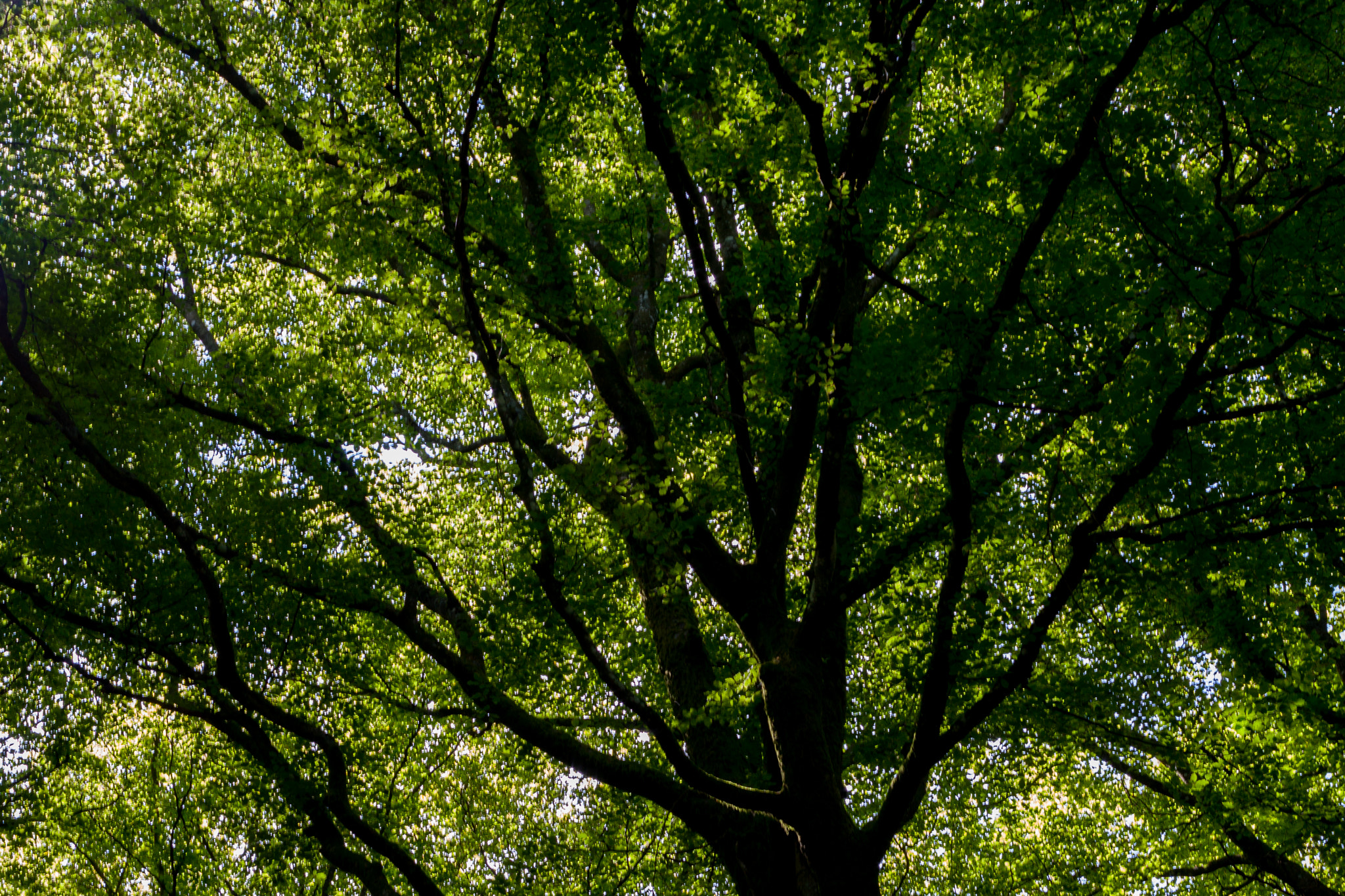 Canon EOS 40D + Canon EF 50mm F2.5 Macro sample photo. Mont beuvray photography