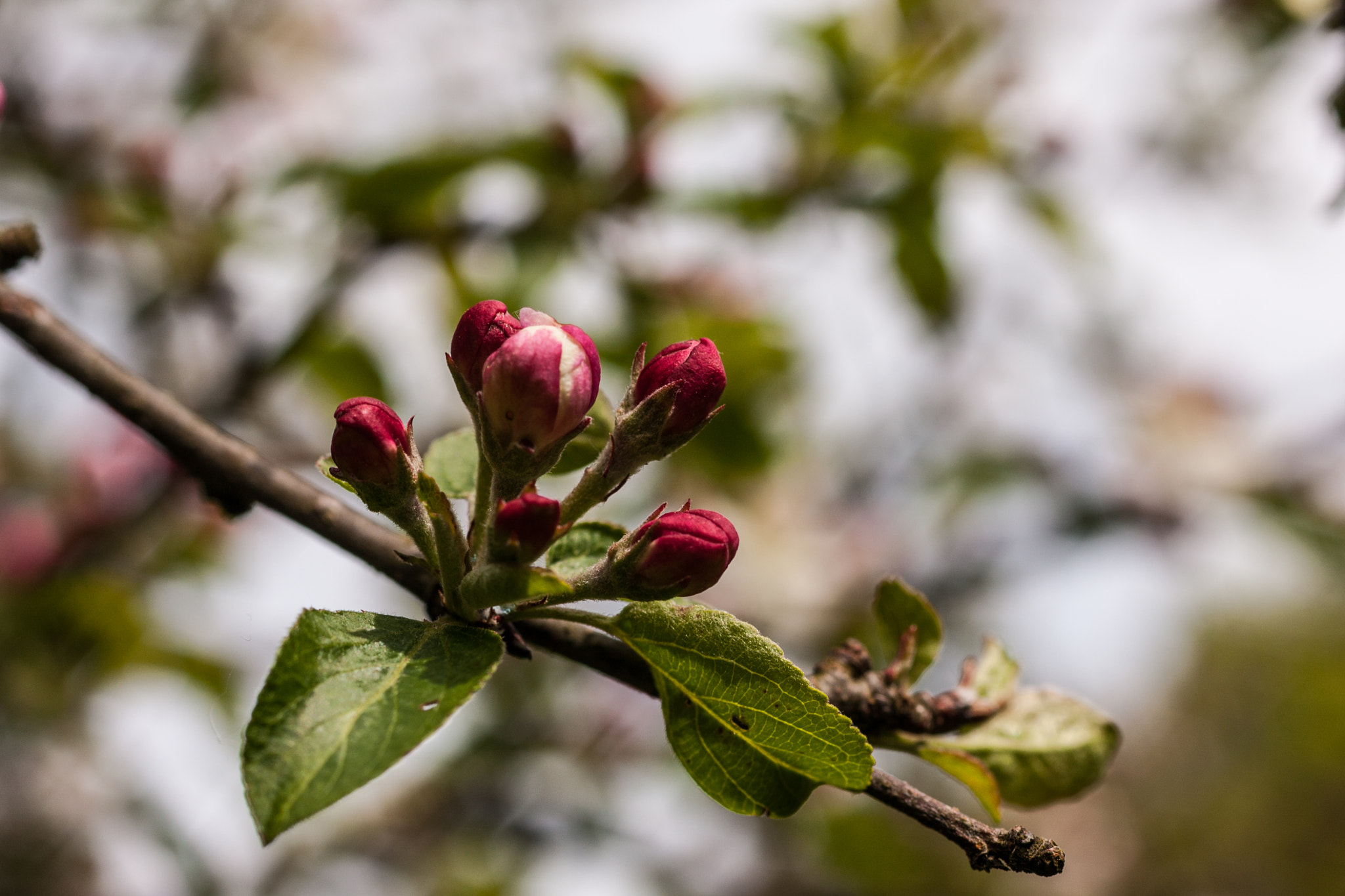 Canon EOS 40D + Canon EF 50mm F2.5 Macro sample photo. Mont beuvray photography