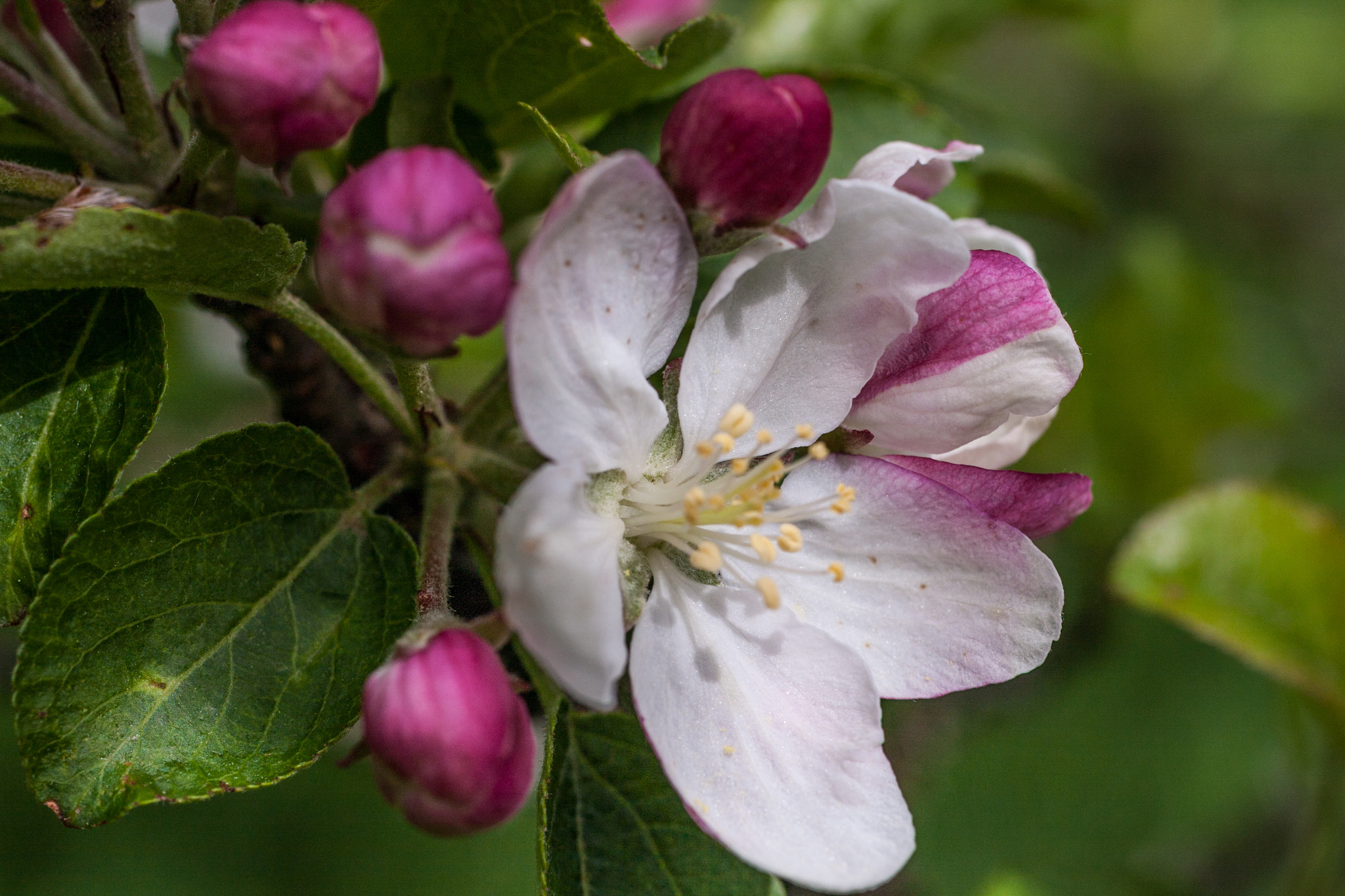 Canon EOS 40D + Canon EF 50mm F2.5 Macro sample photo. Mont beuvray photography