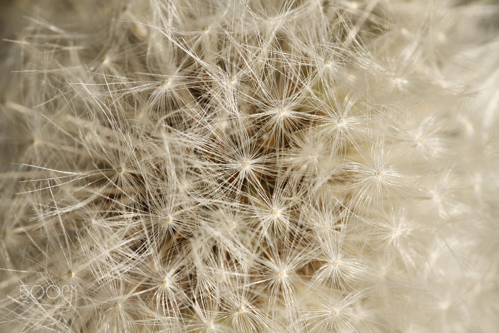 Sigma APO Macro 180mm F2.8 EX DG OS HSM sample photo. Dandelion flower seeds photography