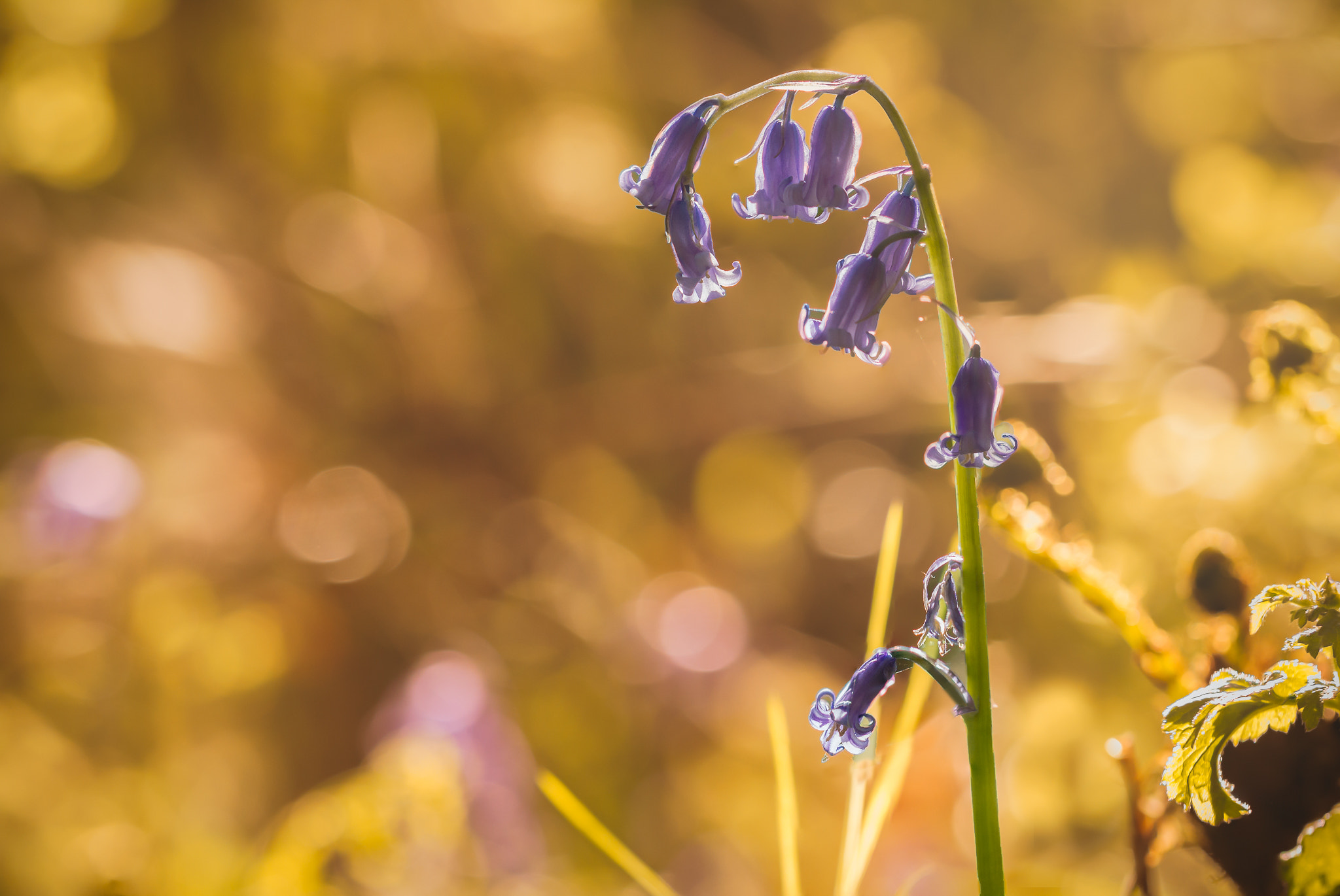 Canon EOS 550D (EOS Rebel T2i / EOS Kiss X4) sample photo. Bluebells photography