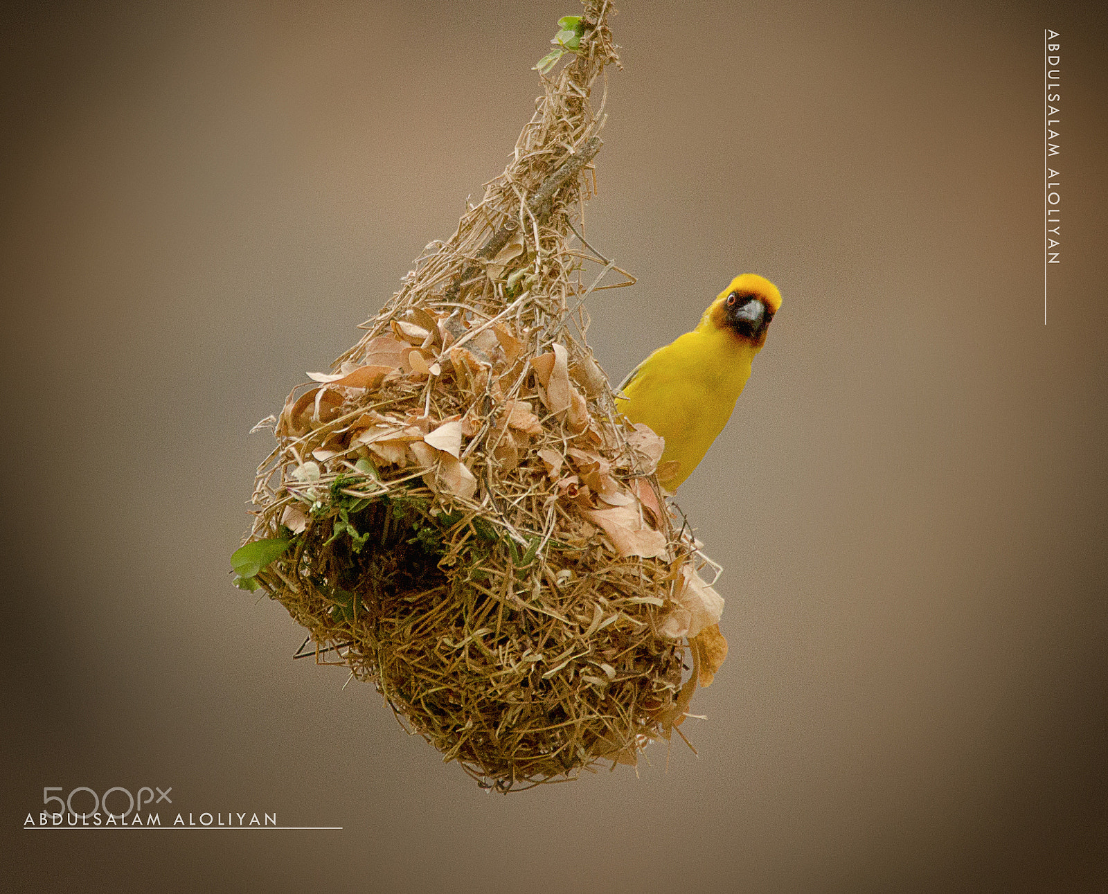 Sigma 150-500mm F5-6.3 DG OS HSM sample photo. Rueppell’s weaver photography