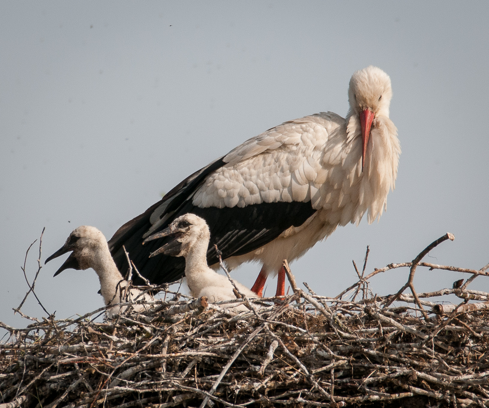 Sigma 150-600mm F5-6.3 DG OS HSM | C sample photo. Time to deliver ! photography