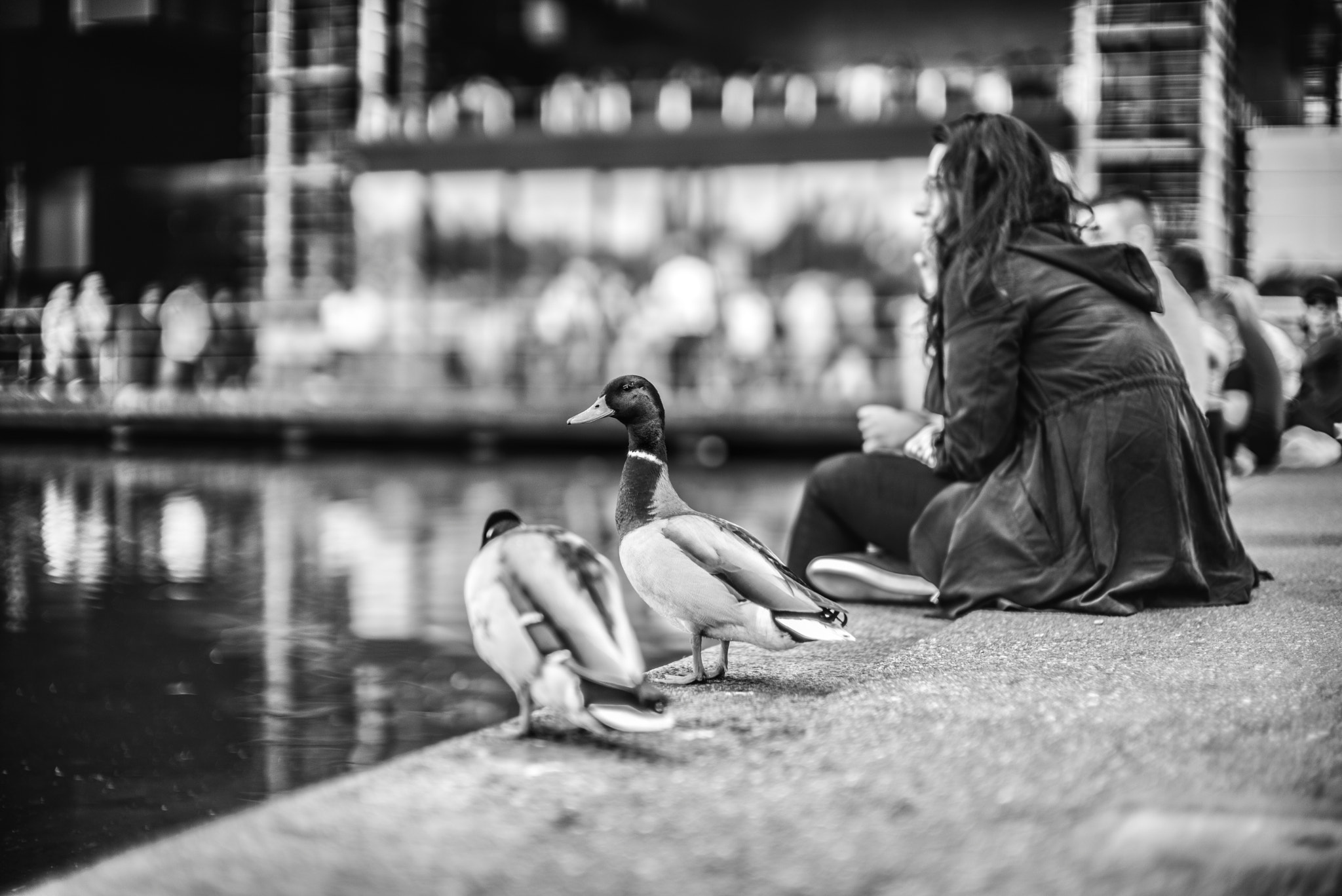 Leica Noctilux-M 50mm F0.95 ASPH sample photo. Ducks enjoy the time photography
