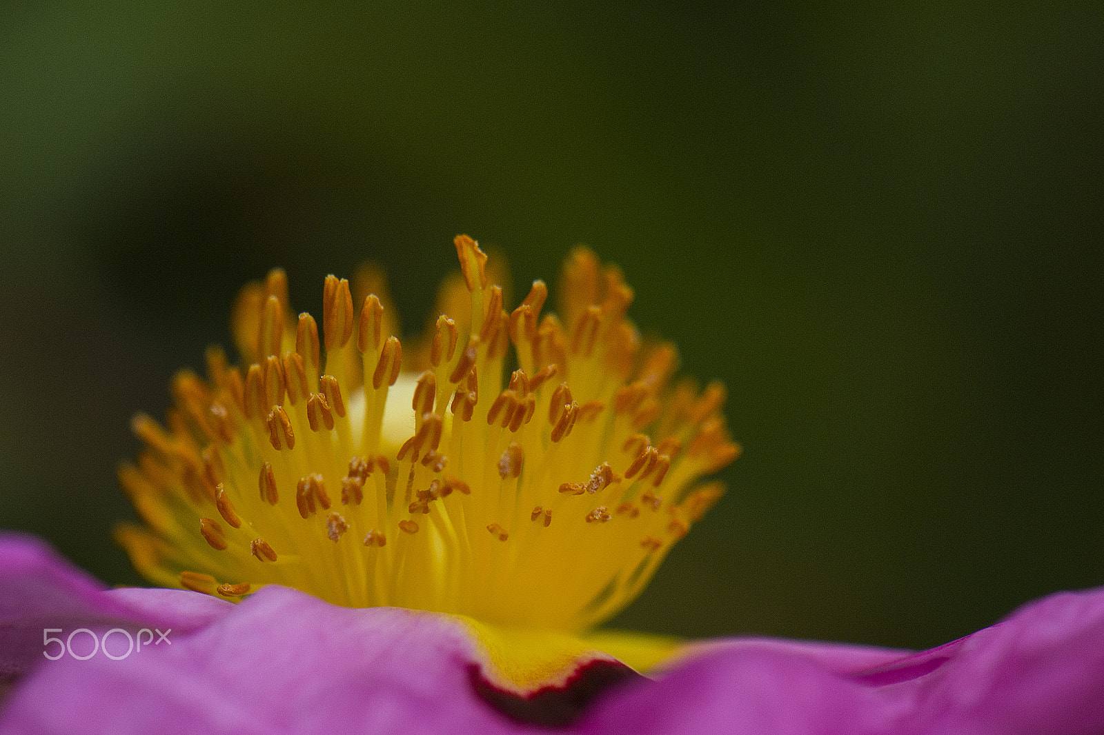 Nikon AF-S DX Micro-Nikkor 85mm F3.5G ED VR sample photo. Reaching photography