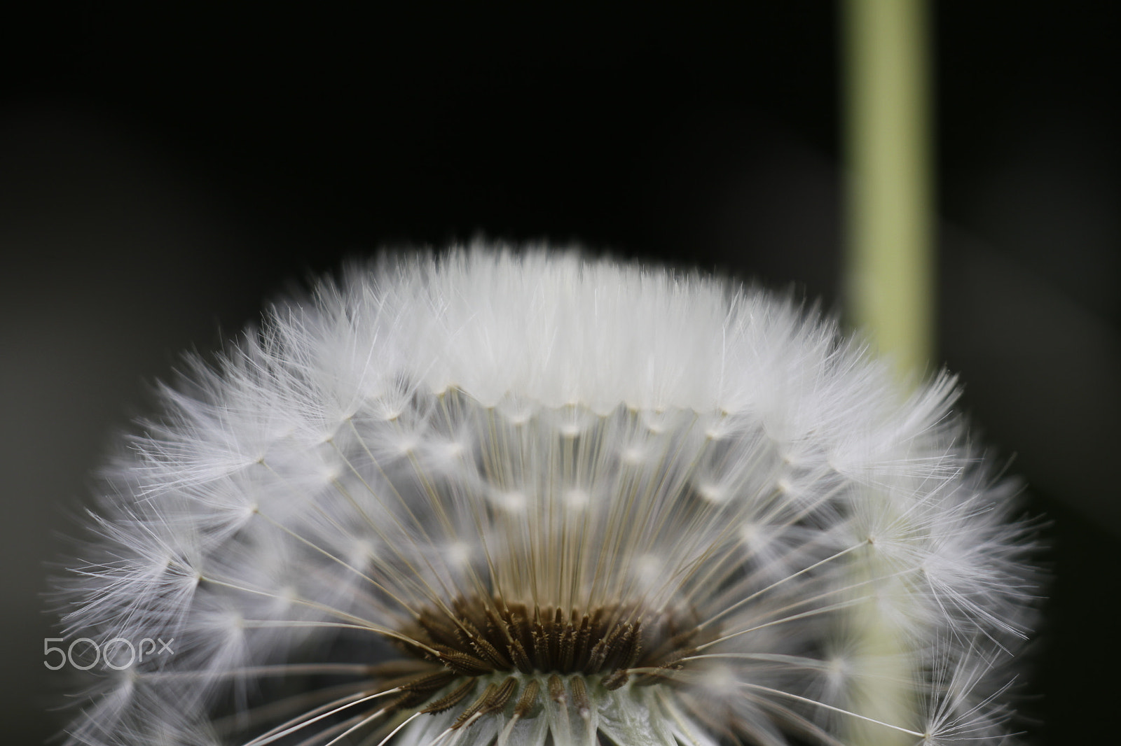 Sigma APO Macro 180mm F2.8 EX DG OS HSM sample photo. Dandelion flower seeds photography