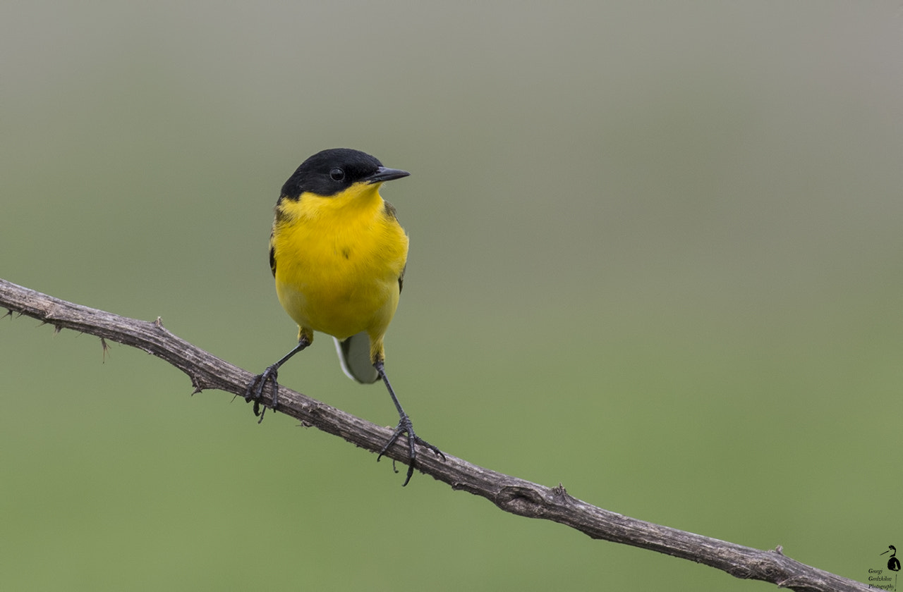 Canon EOS 70D + Canon EF 400mm F5.6L USM sample photo. Yellow wagtail photography