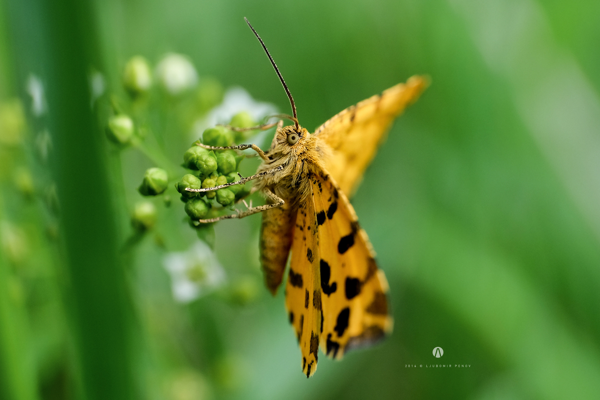 Fujifilm X-T1 + ZEISS Touit 50mm F2.8 sample photo. Yellow butterfly 1 photography