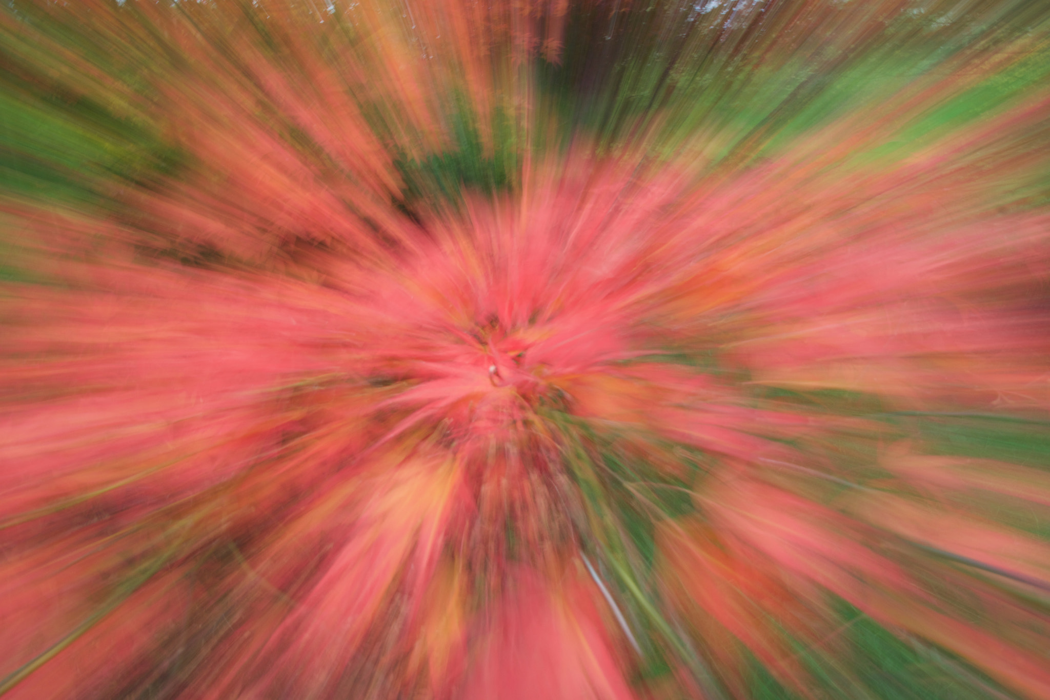 Canon EF-S 10-18mm F4.5–5.6 IS STM sample photo. Leaf swirl photography