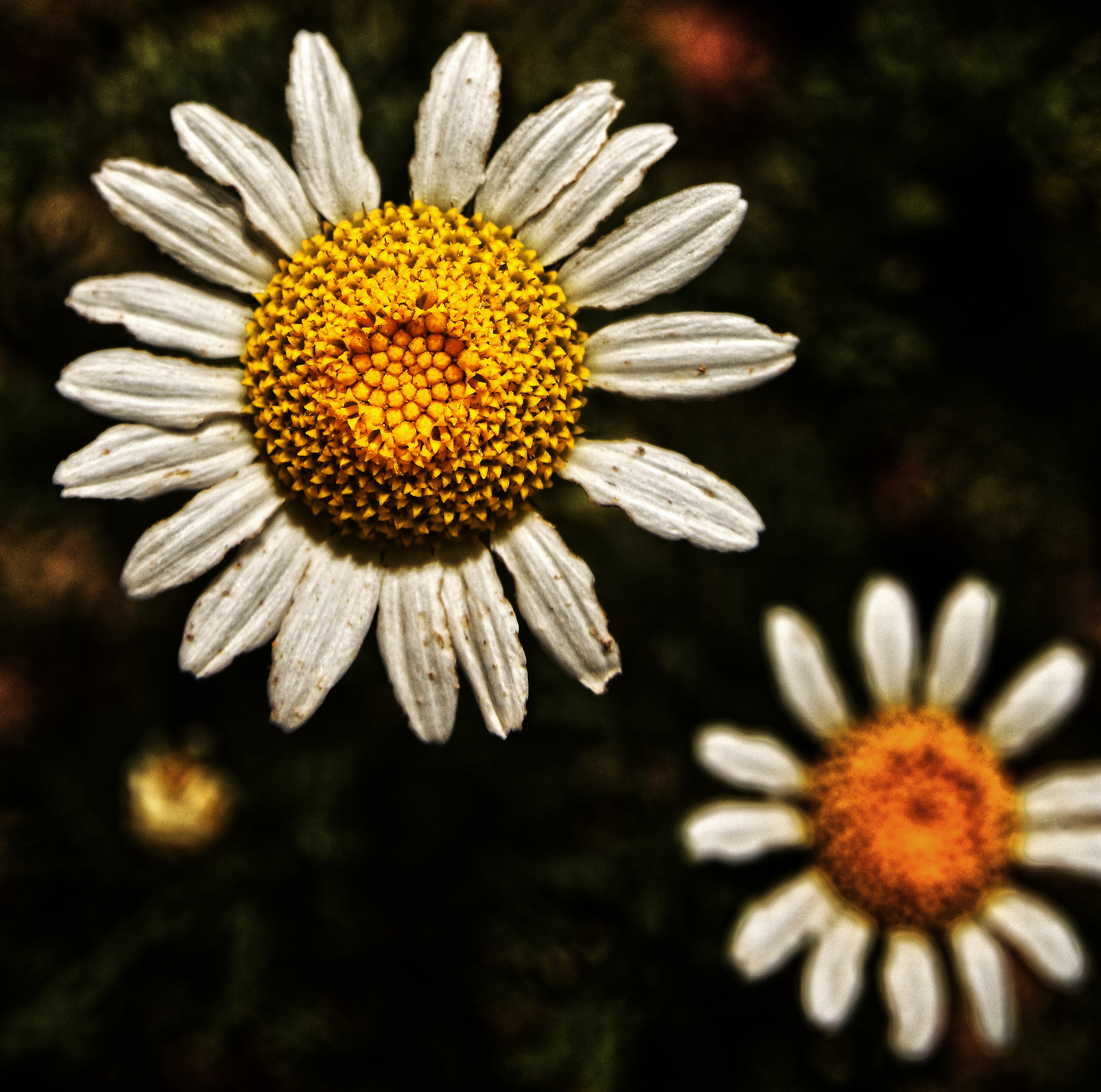 Nikon AF-S Nikkor 500mm F4E FL ED VR sample photo. Daisy photography