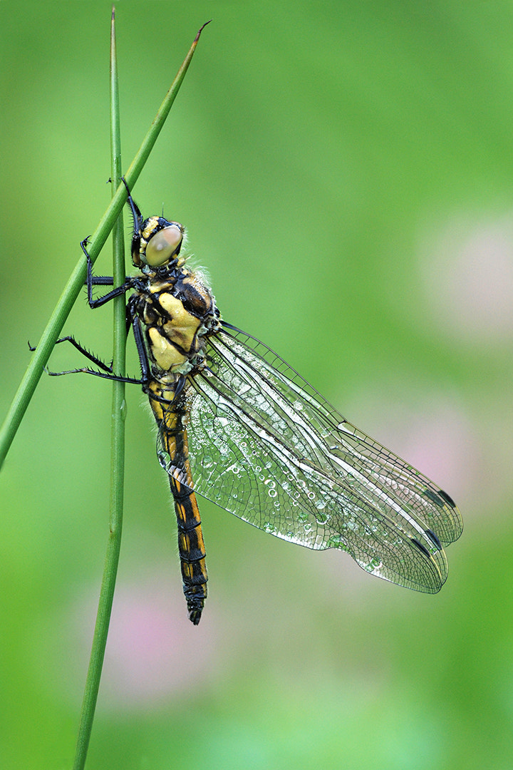 Sigma 150mm F2.8 EX DG Macro HSM sample photo. Black tailed skimmer dragonfly photography