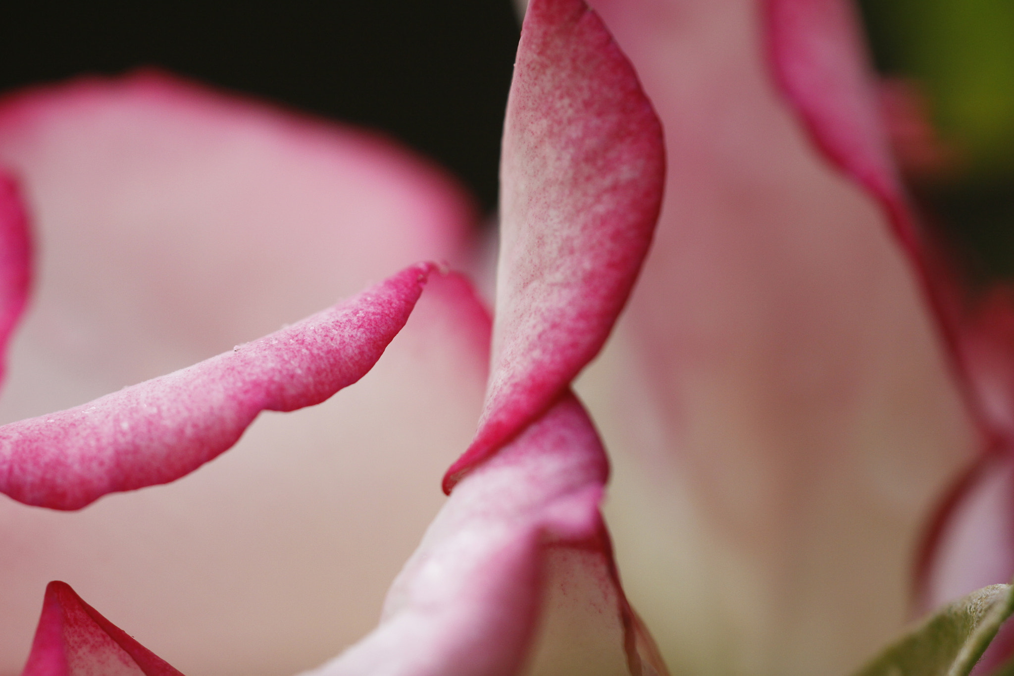 Sigma APO Macro 180mm F2.8 EX DG OS HSM sample photo. Rose, abstract photography