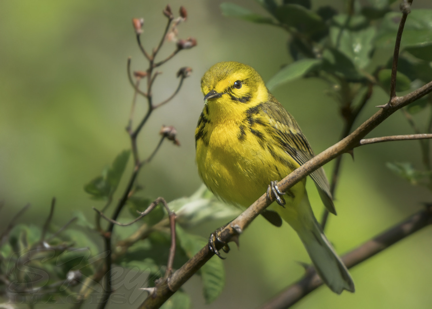 Nikon D7200 + Sigma 500mm F4.5 EX DG HSM sample photo. Snacking (prairie warbler w meal) photography