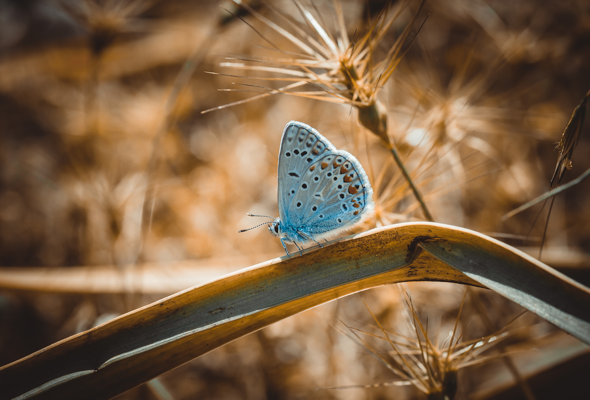 Canon EOS 650D (EOS Rebel T4i / EOS Kiss X6i) + Tamron SP AF 90mm F2.8 Di Macro sample photo. Butterfly photography