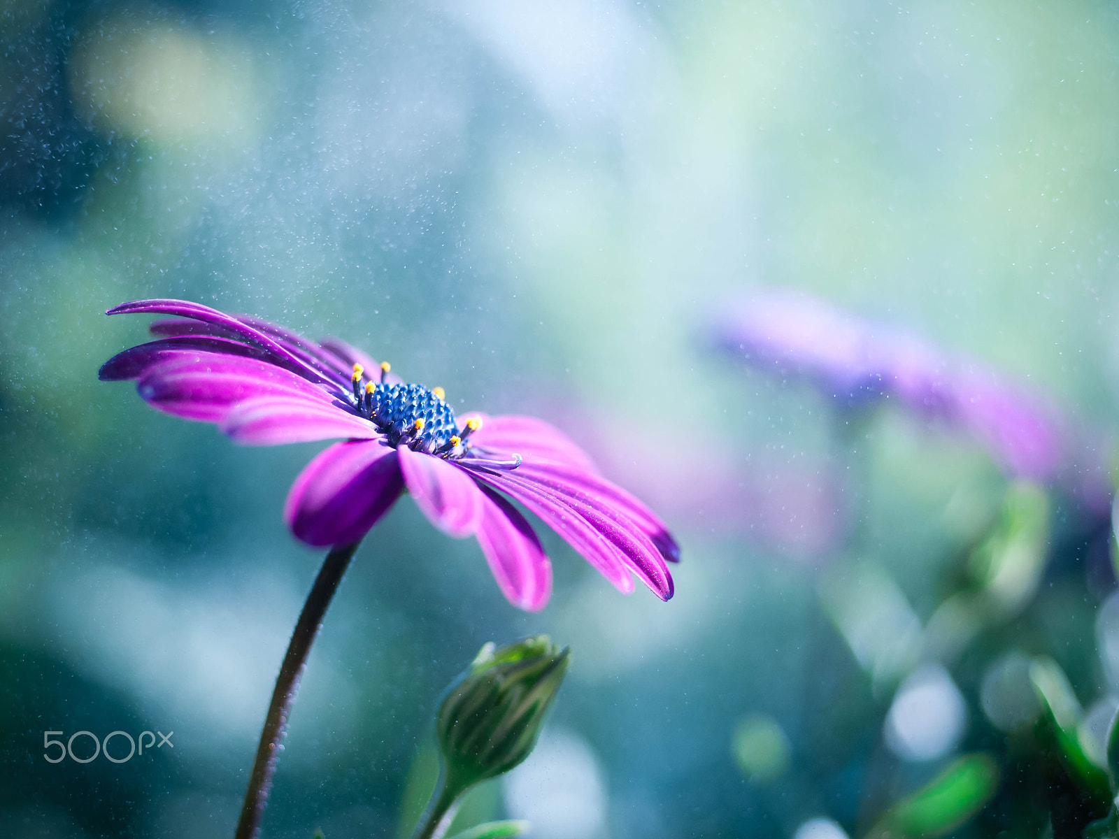 Nikon D300 + AF Micro-Nikkor 55mm f/2.8 sample photo. Dream photography