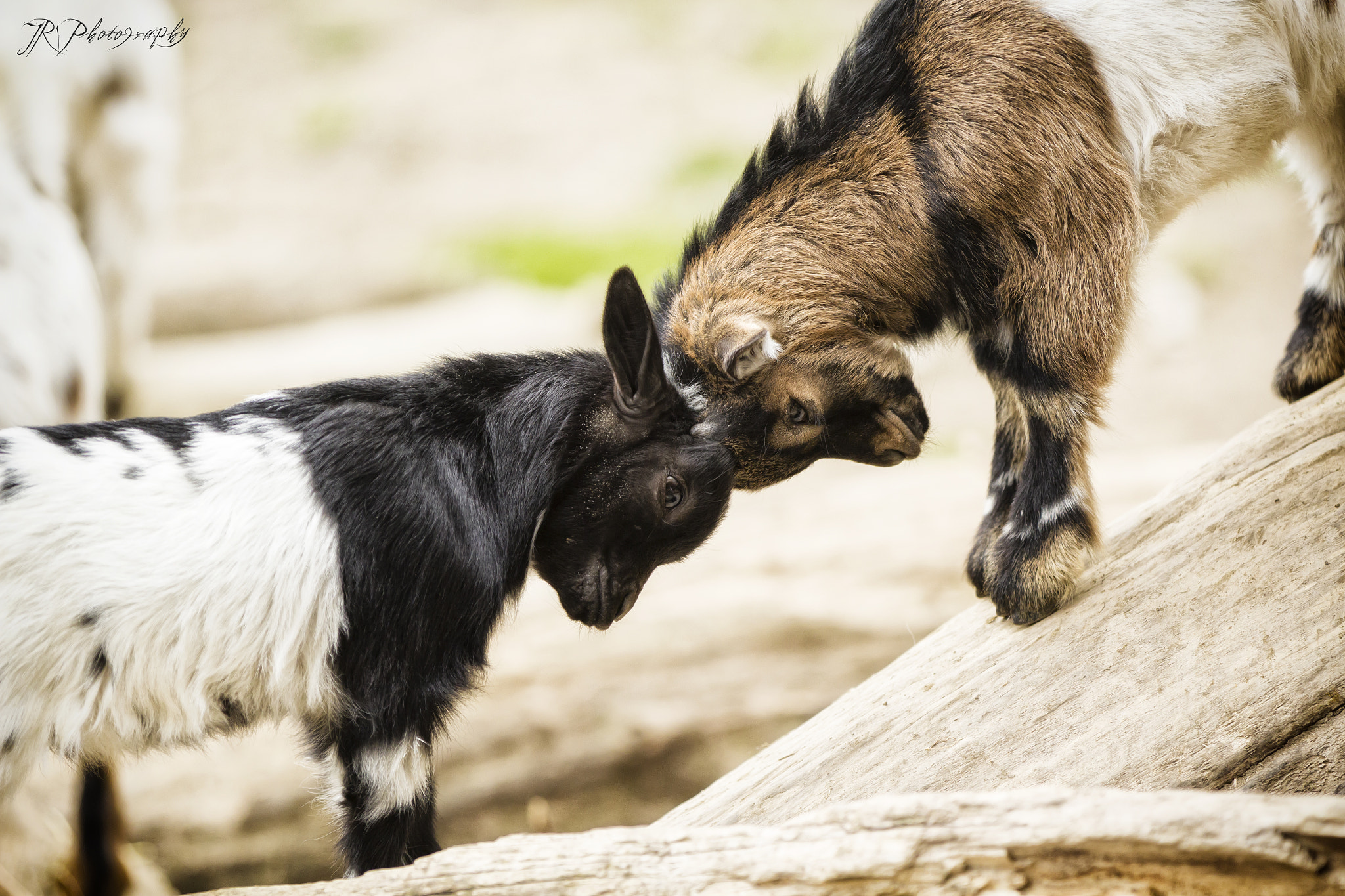 Canon EOS 600D (Rebel EOS T3i / EOS Kiss X5) + Canon EF 70-200mm F2.8L IS II USM sample photo. Cute playing goats photography