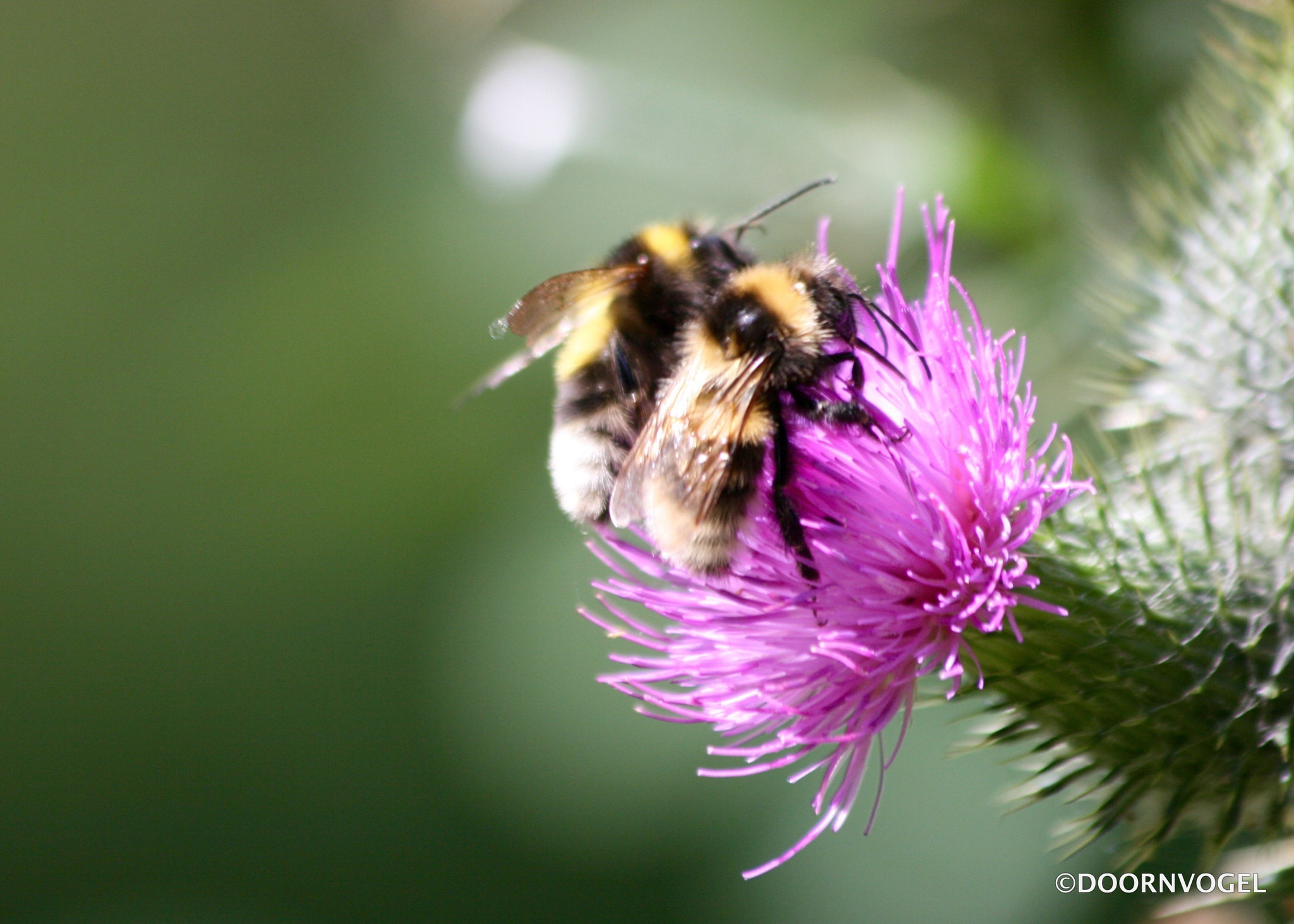Canon EF 70-300mm F4-5.6 IS USM sample photo. Bumble love photography