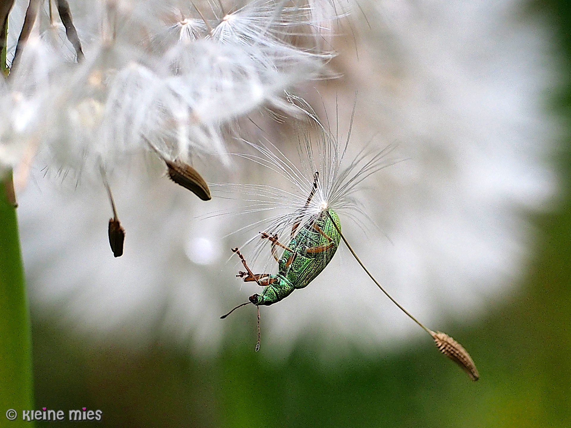 Panasonic Leica DG Macro-Elmarit 45mm F2.8 ASPH OIS sample photo. Travel light photography