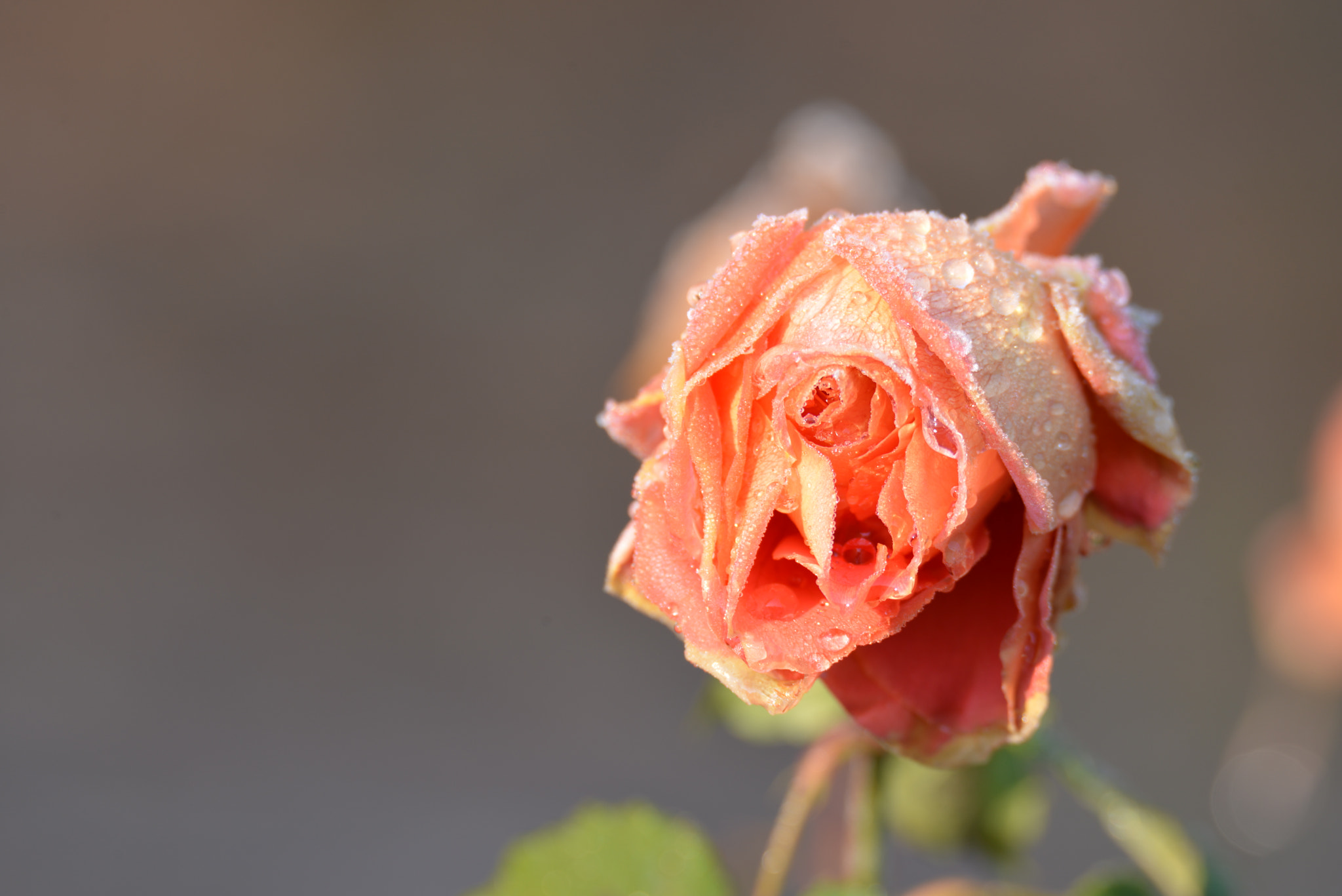Nikon D800E sample photo. Rose photography