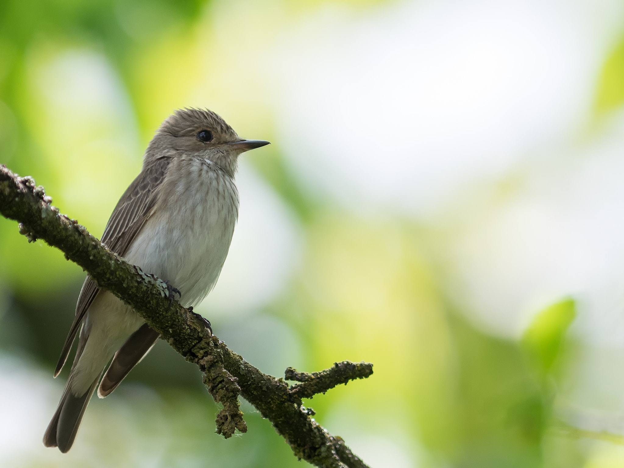 Olympus OM-D E-M1 + OLYMPUS 300mm Lens sample photo. Spotted flycatcher photography