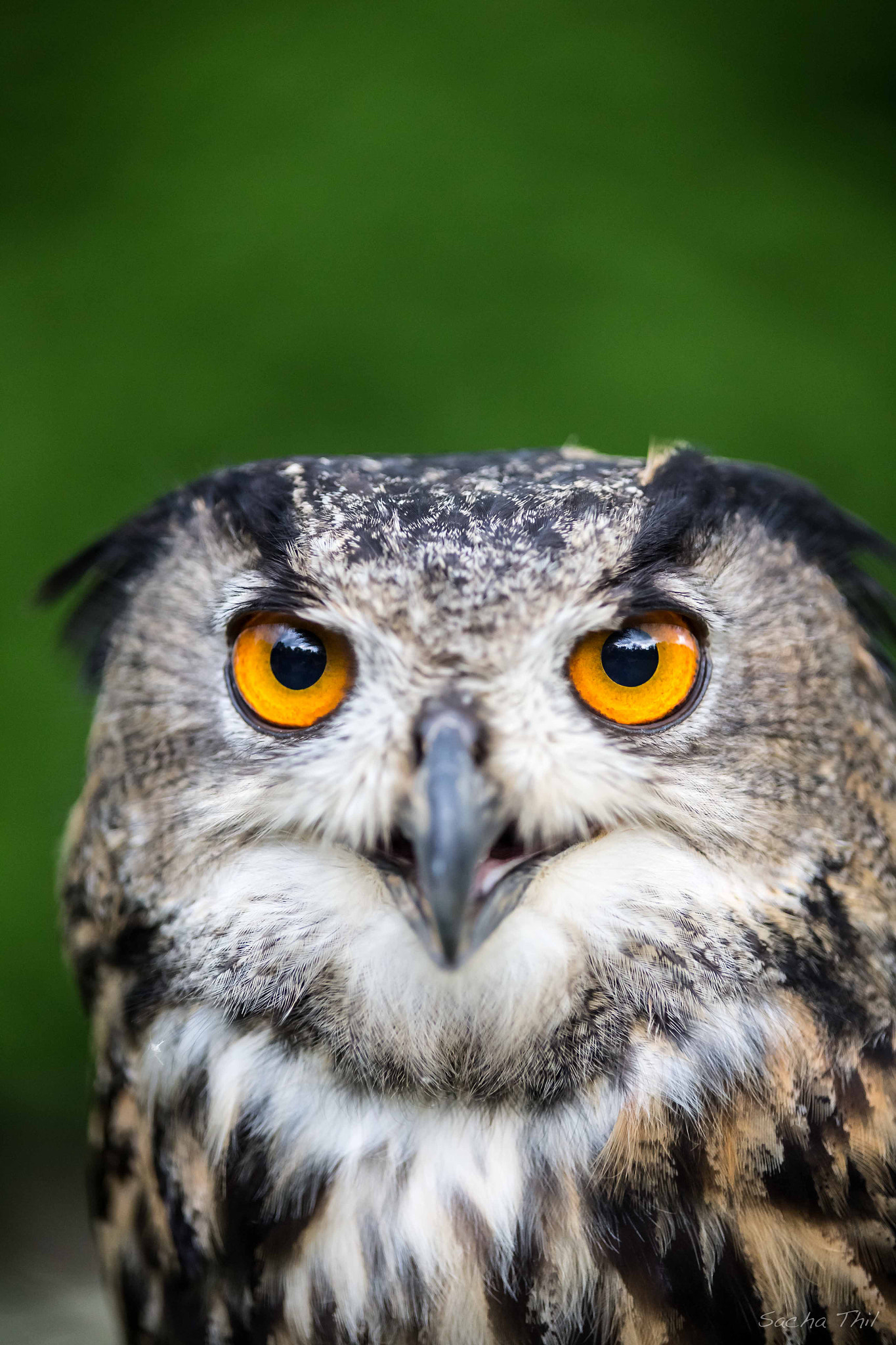 Tamron SP AF 70-200mm F2.8 Di LD (IF) MACRO sample photo. Those eyes photography