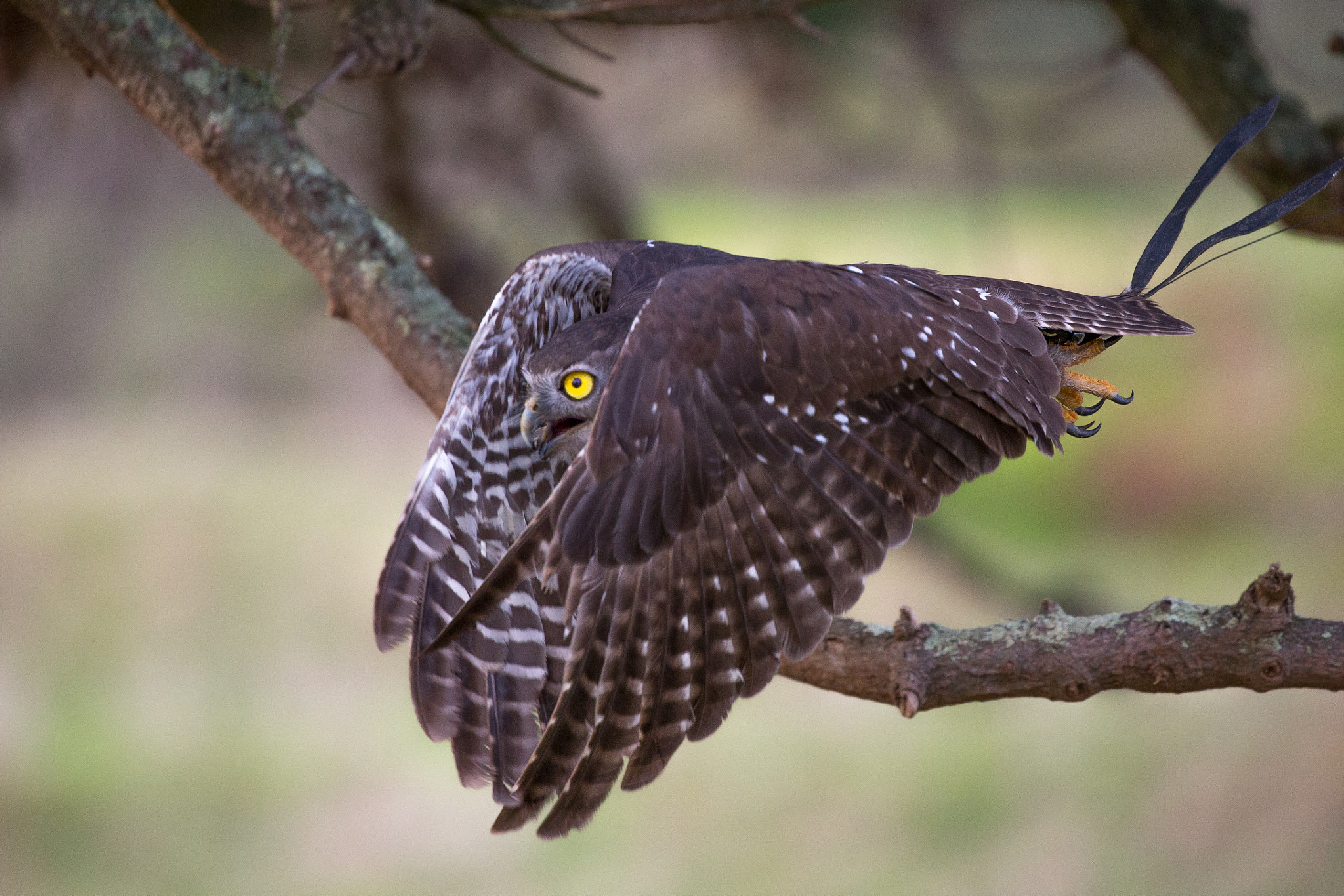 Canon EF 100-400mm F4.5-5.6L IS II USM sample photo. Stanley the  barking owl photography
