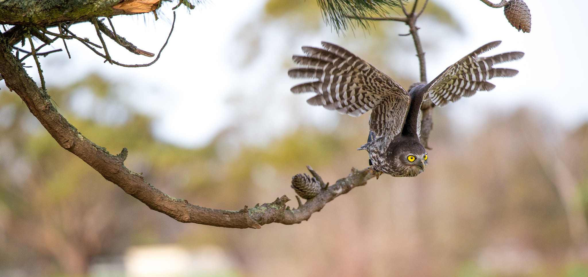 Canon EF 100-400mm F4.5-5.6L IS II USM sample photo. Stanley the  barking owl photography