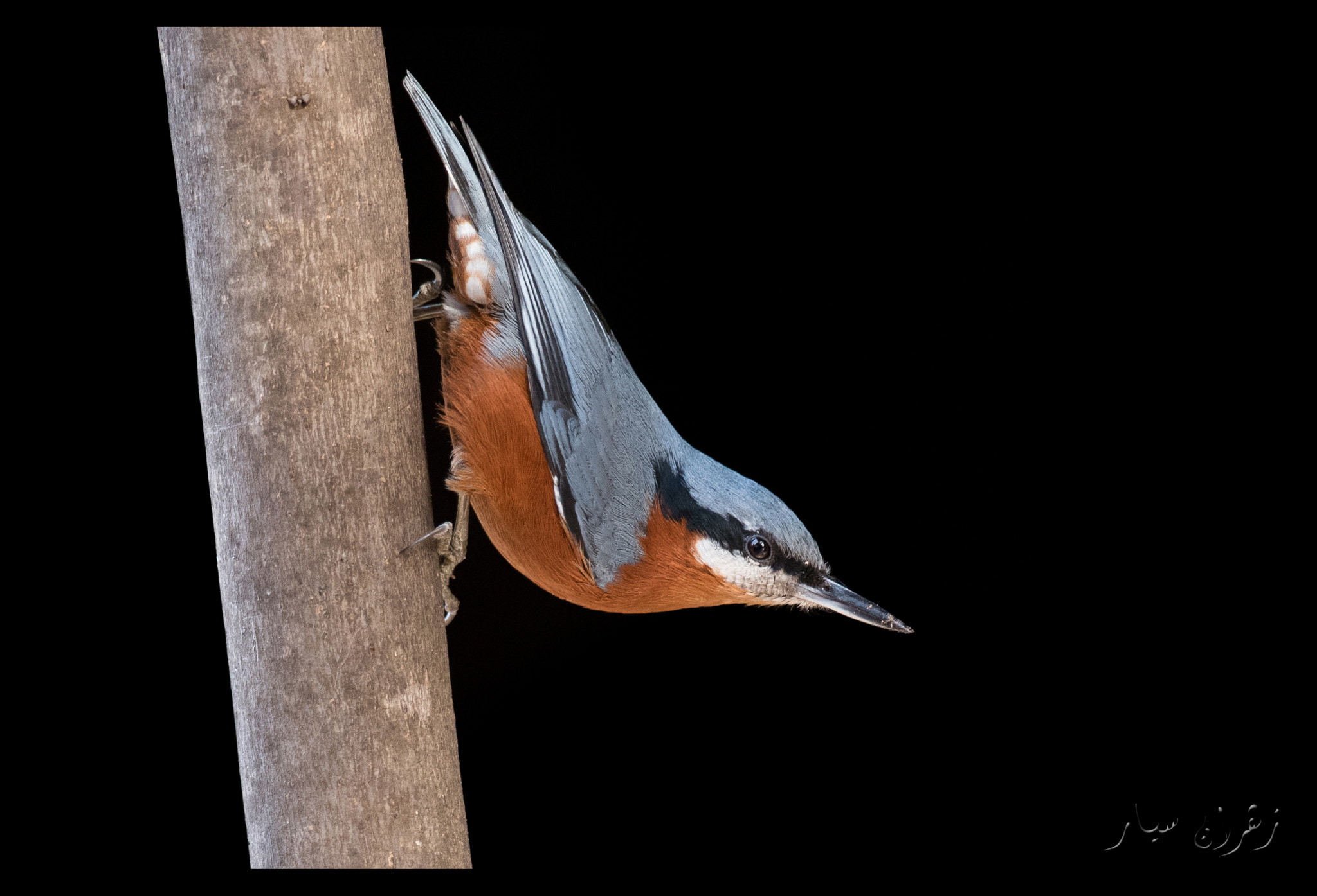 Nikon D750 + Nikon AF-S Nikkor 600mm F4G ED VR sample photo. Nuthatch ! photography