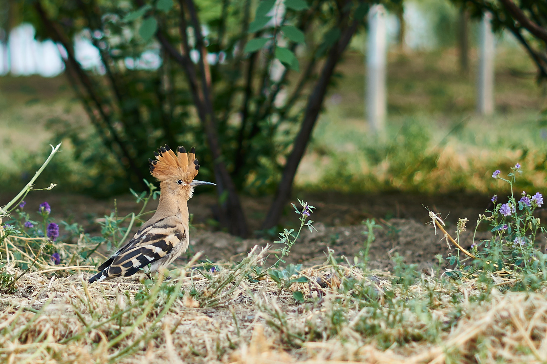 Sony DT 50mm F1.8 SAM sample photo. Lucky hoopoe photography