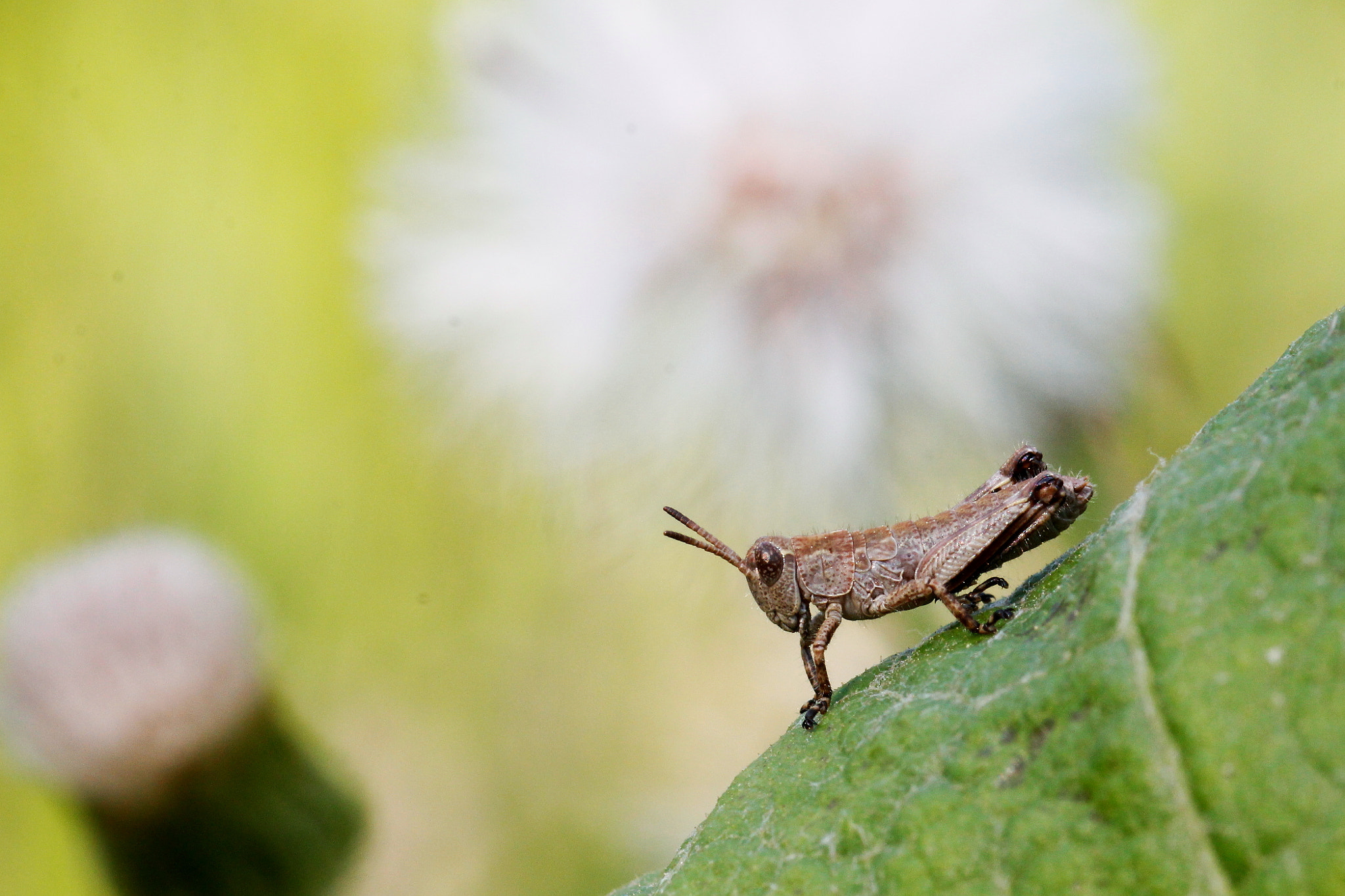 Canon EF 100mm F2.8 Macro USM sample photo. Ready to jump photography
