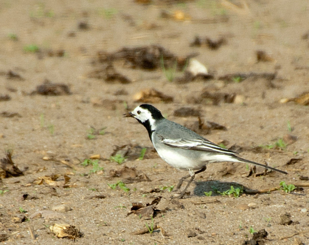 Sony Alpha DSLR-A300 + DT 18-270mm F3.5-6.3 SSM sample photo. Pliszka siwa (motacilla alba) photography