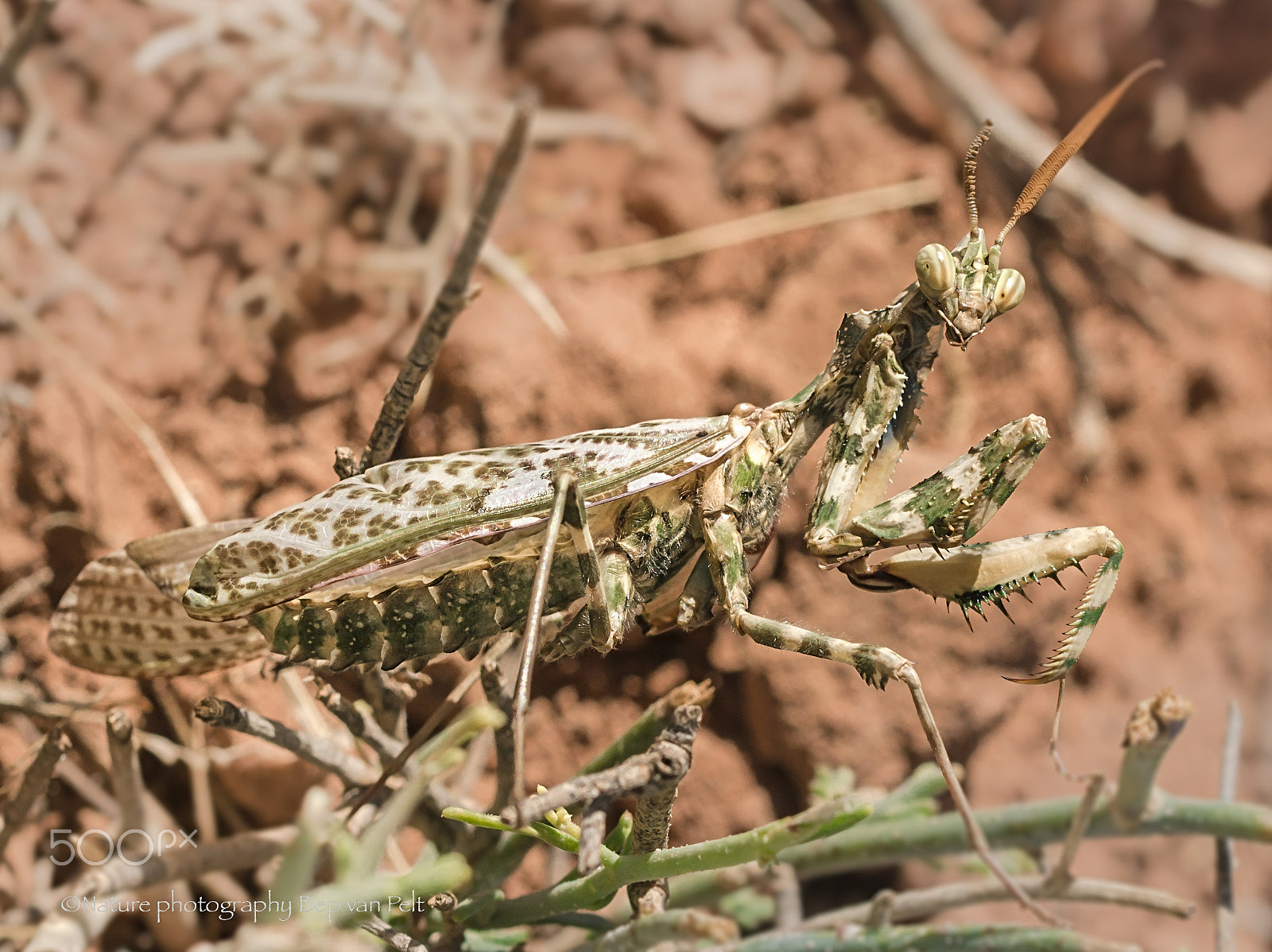 Nikon D7000 + Sigma 50mm F2.8 EX DG Macro sample photo. Thistle mantis in semi- stone desert photography
