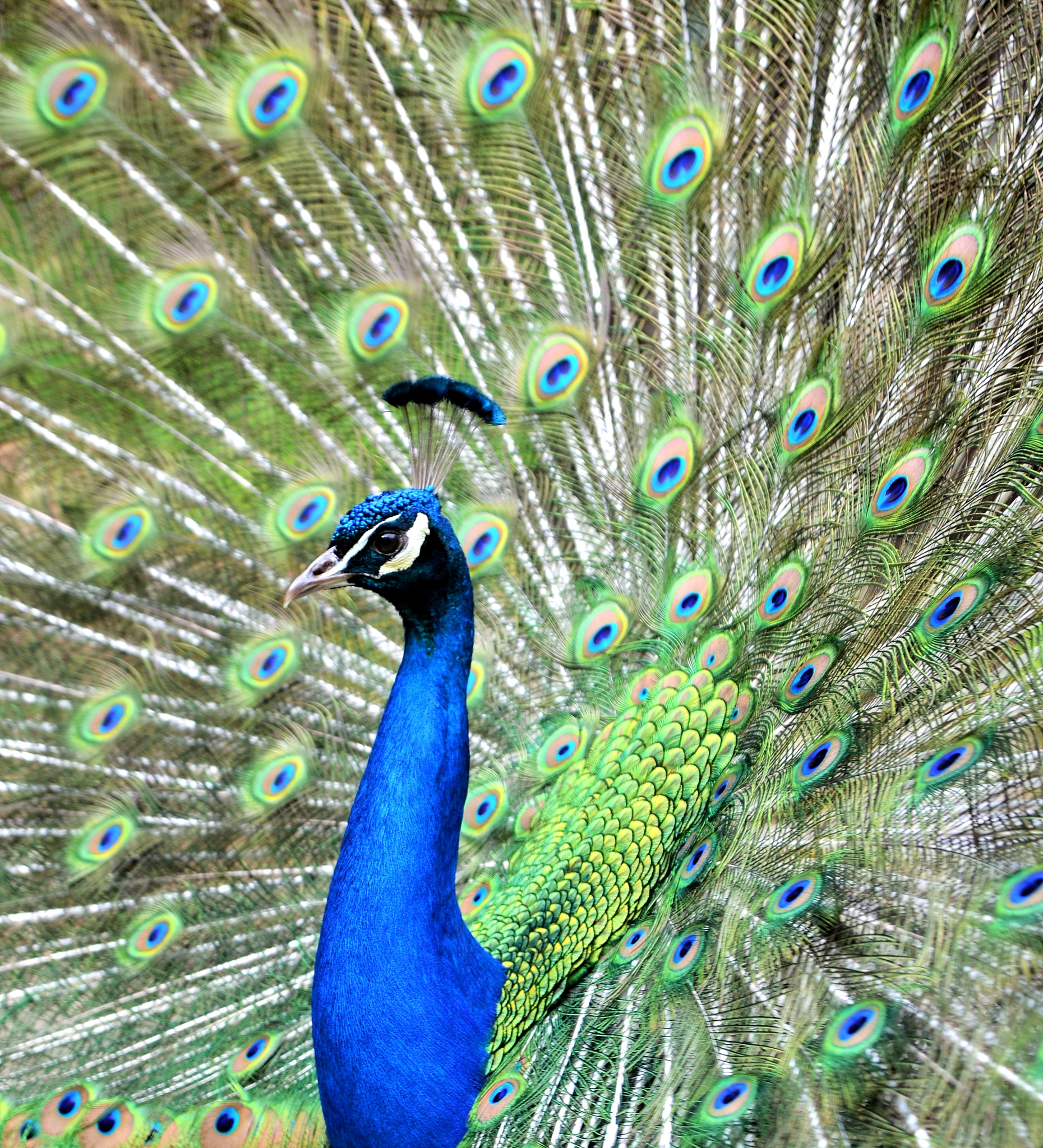 Nikon D3100 + Sigma 17-70mm F2.8-4 DC Macro OS HSM sample photo. Strutting his stuff..peacock style photography