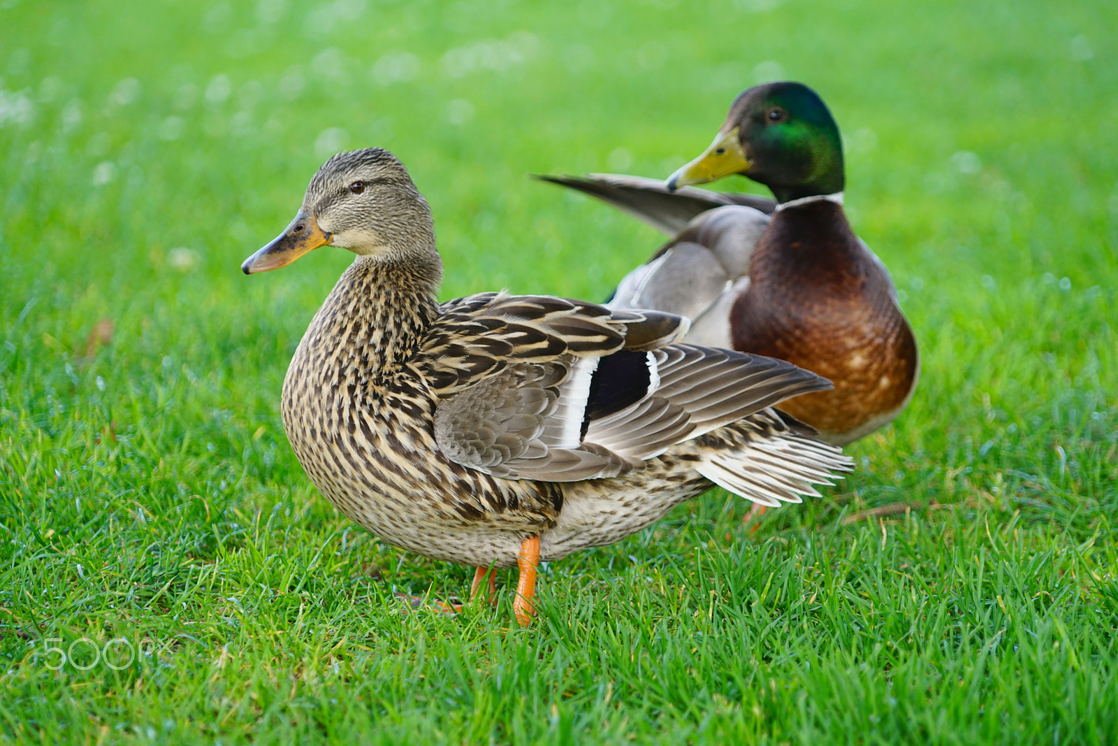 Sony E 55-210mm F4.5-6.3 OSS sample photo. Duck duo photography