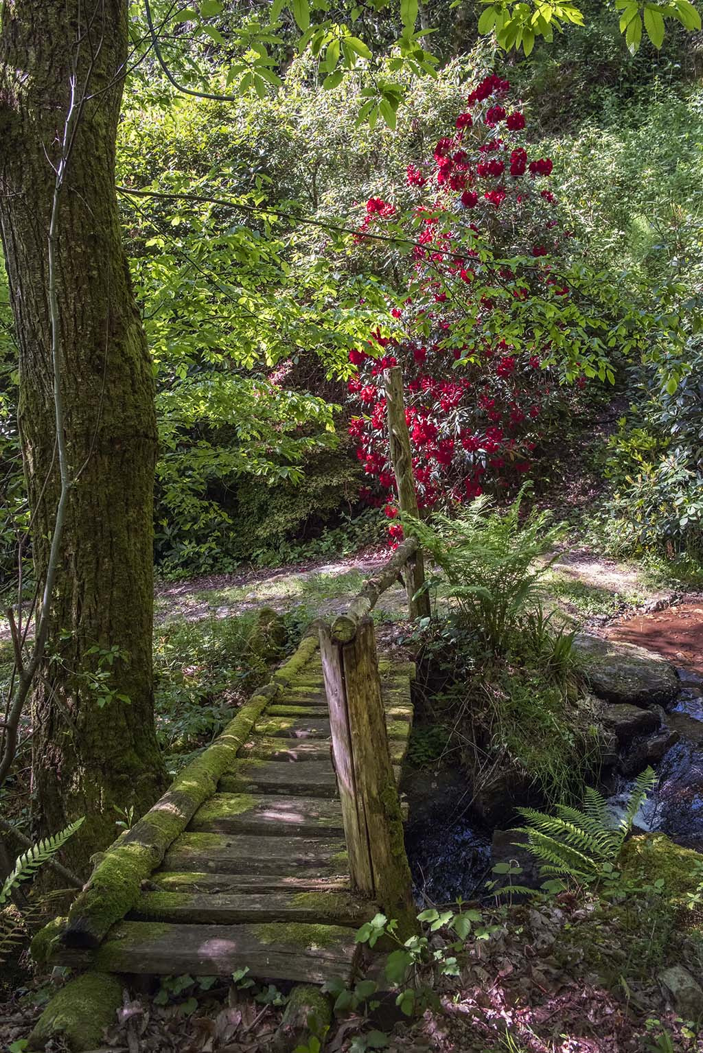 Nikon D810A + Nikon AF-S Nikkor 24-70mm F2.8G ED sample photo. The secret bridge to wonderland photography