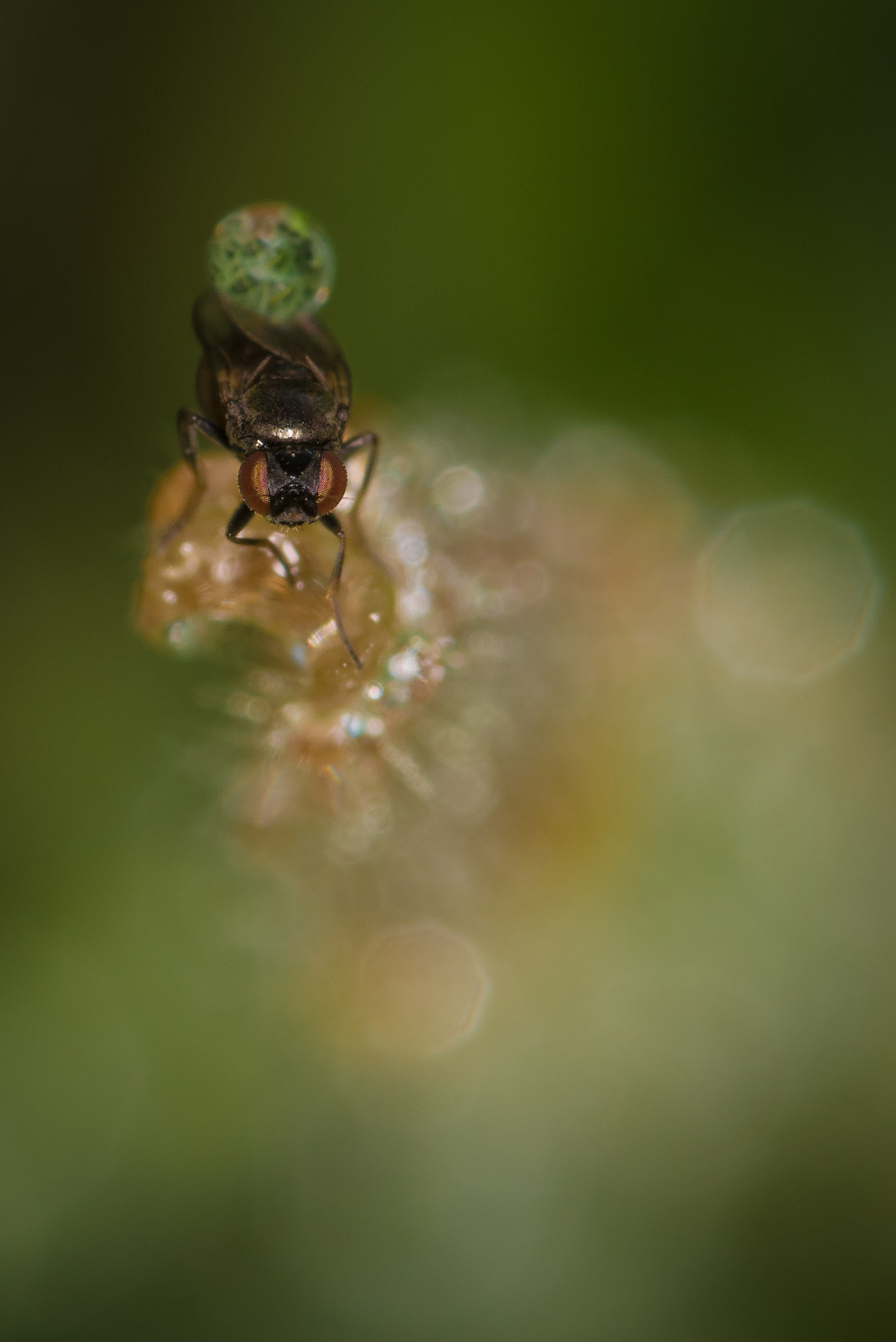 Nikon D810 + Nikon AF Micro-Nikkor 200mm F4D ED-IF sample photo. Atlas... photography