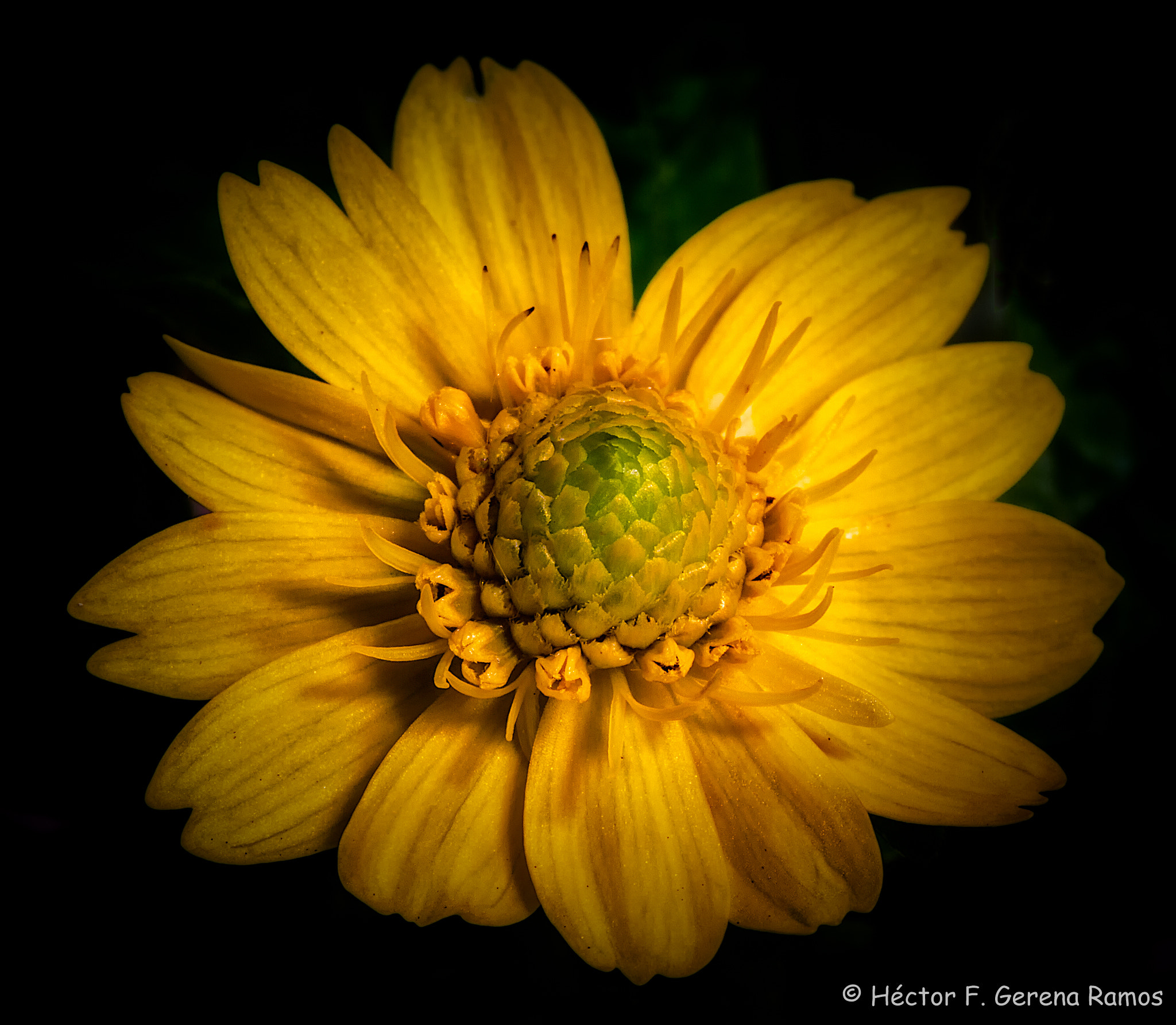 Sigma APO Macro 180mm F2.8 EX DG OS HSM sample photo. Darkness photography