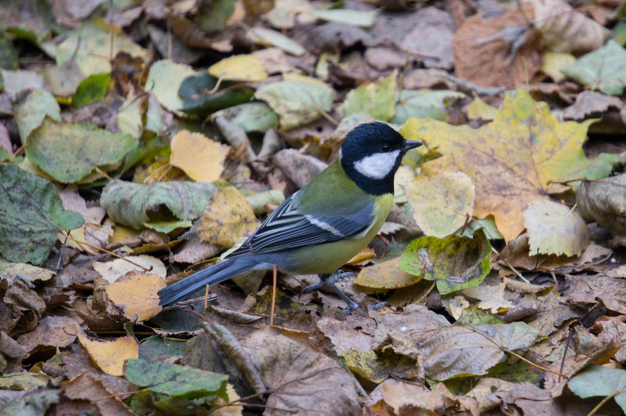 Sony Alpha NEX-3 + Sony E 55-210mm F4.5-6.3 OSS sample photo. A tit in izmaylovsky park photography