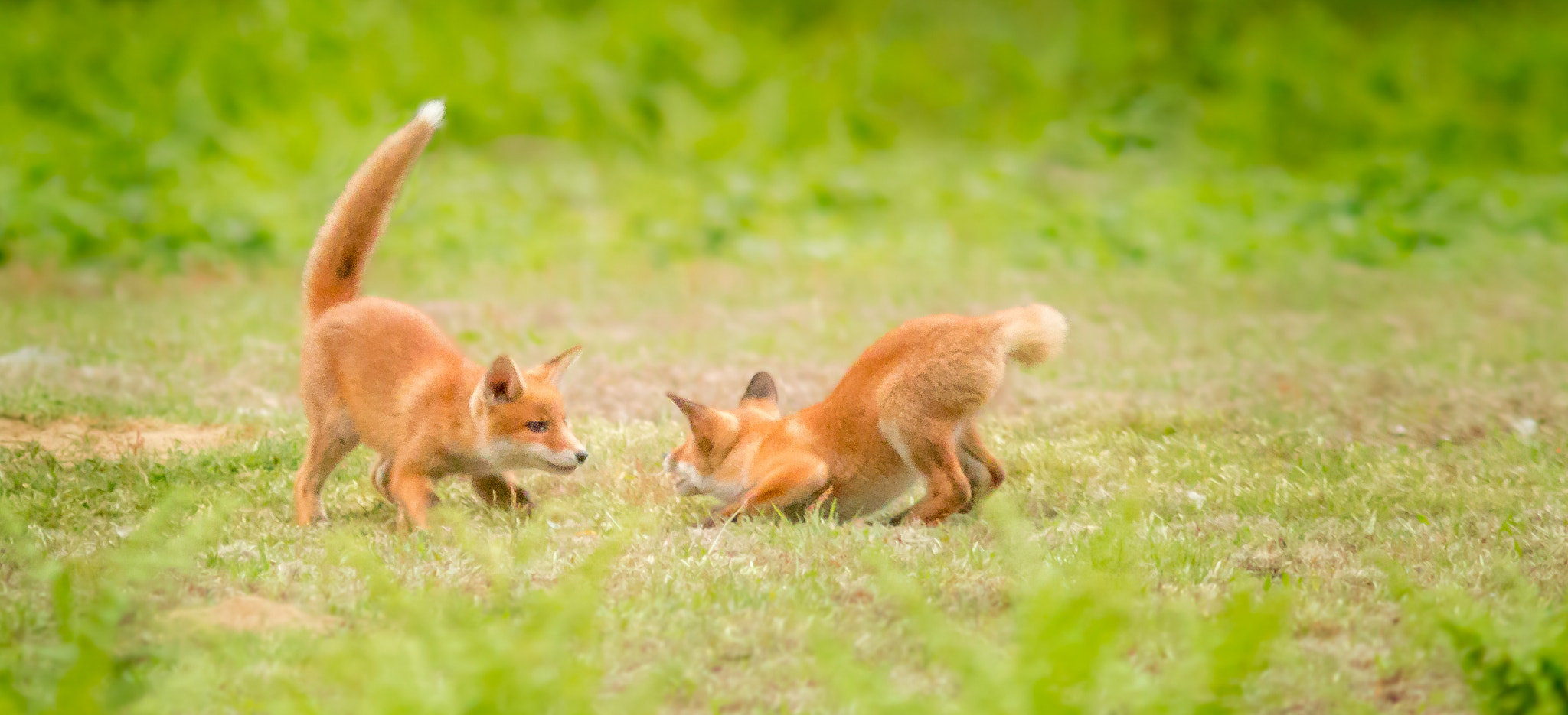 Canon EF 300mm F4L IS USM sample photo. Playing foxes photography