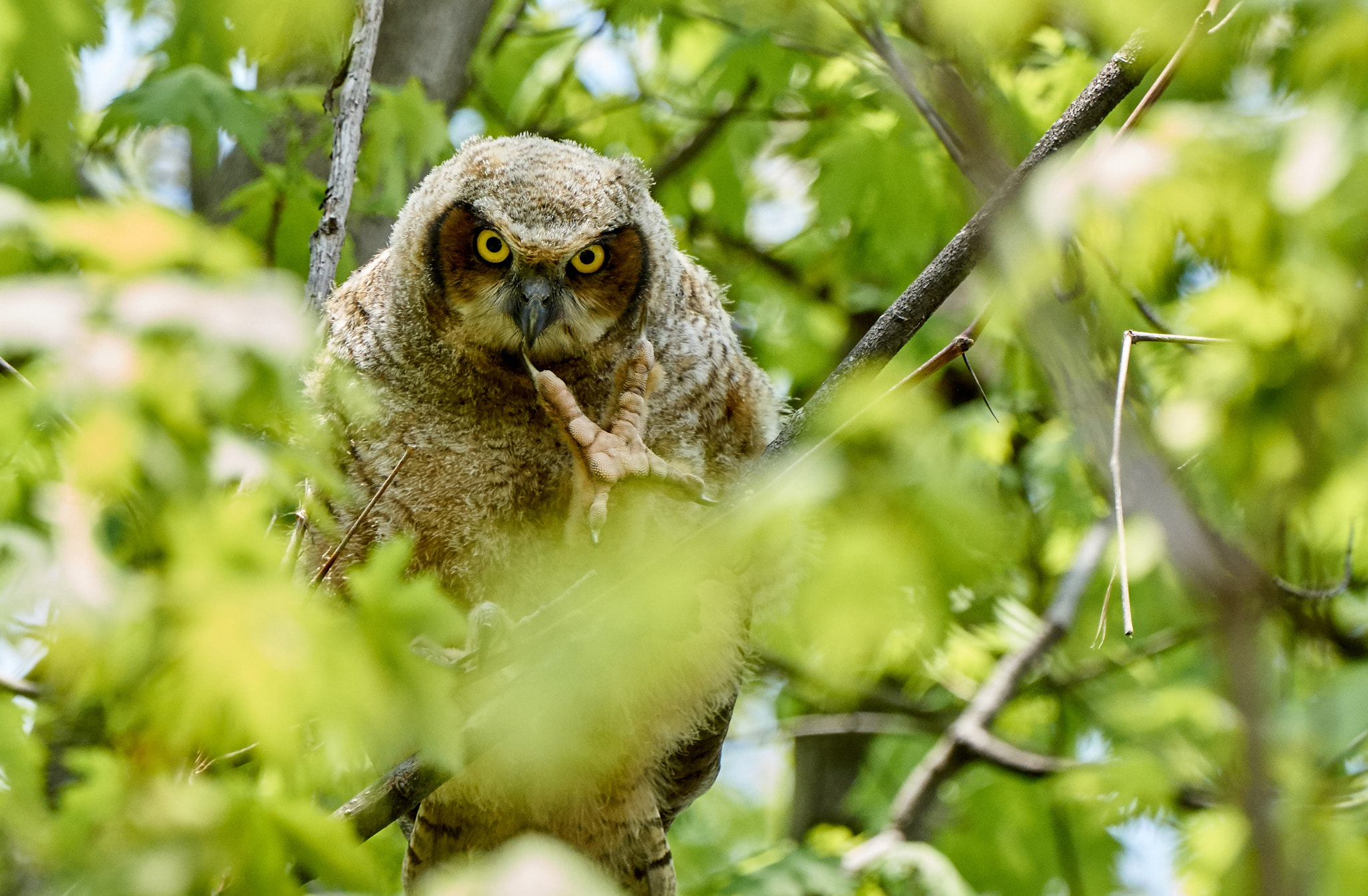 Sony ILCA-77M2 + Sony 70-400mm F4-5.6 G SSM II sample photo. Great horned owl photography
