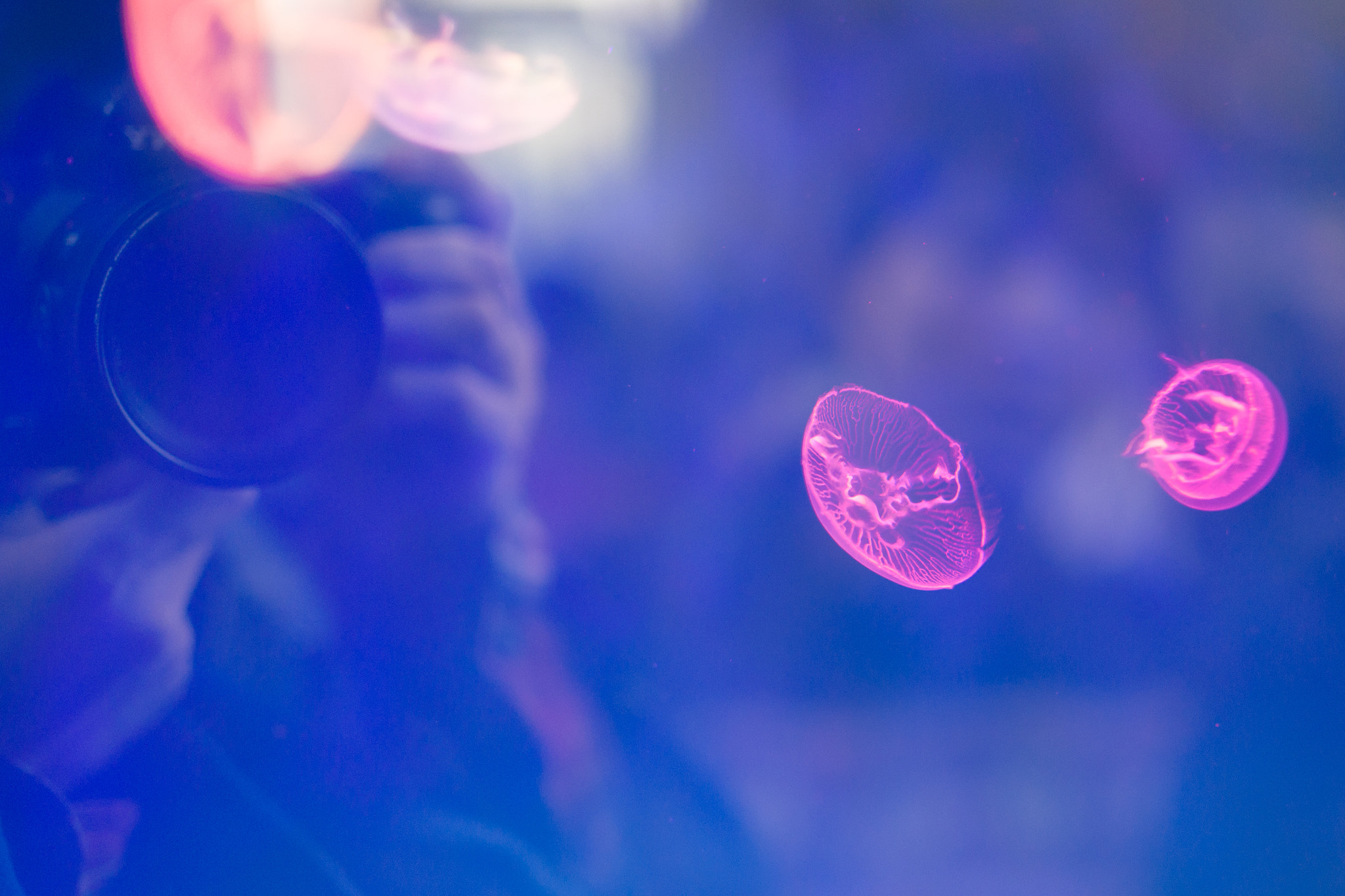 Sony Planar T* 50mm F1.4 ZA SSM sample photo. With the most ancient creature on earth photography