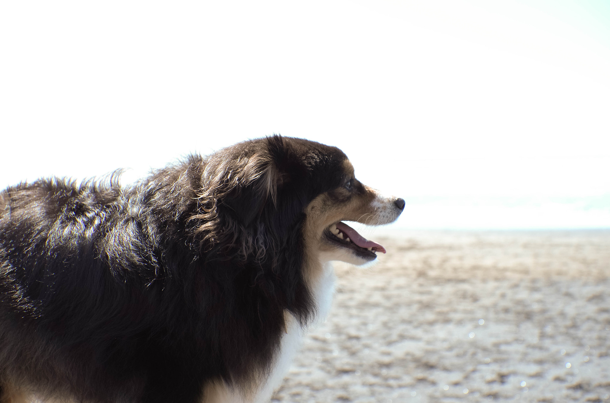 Leica X-U (Typ 113) sample photo. 001: yukii and friends photography