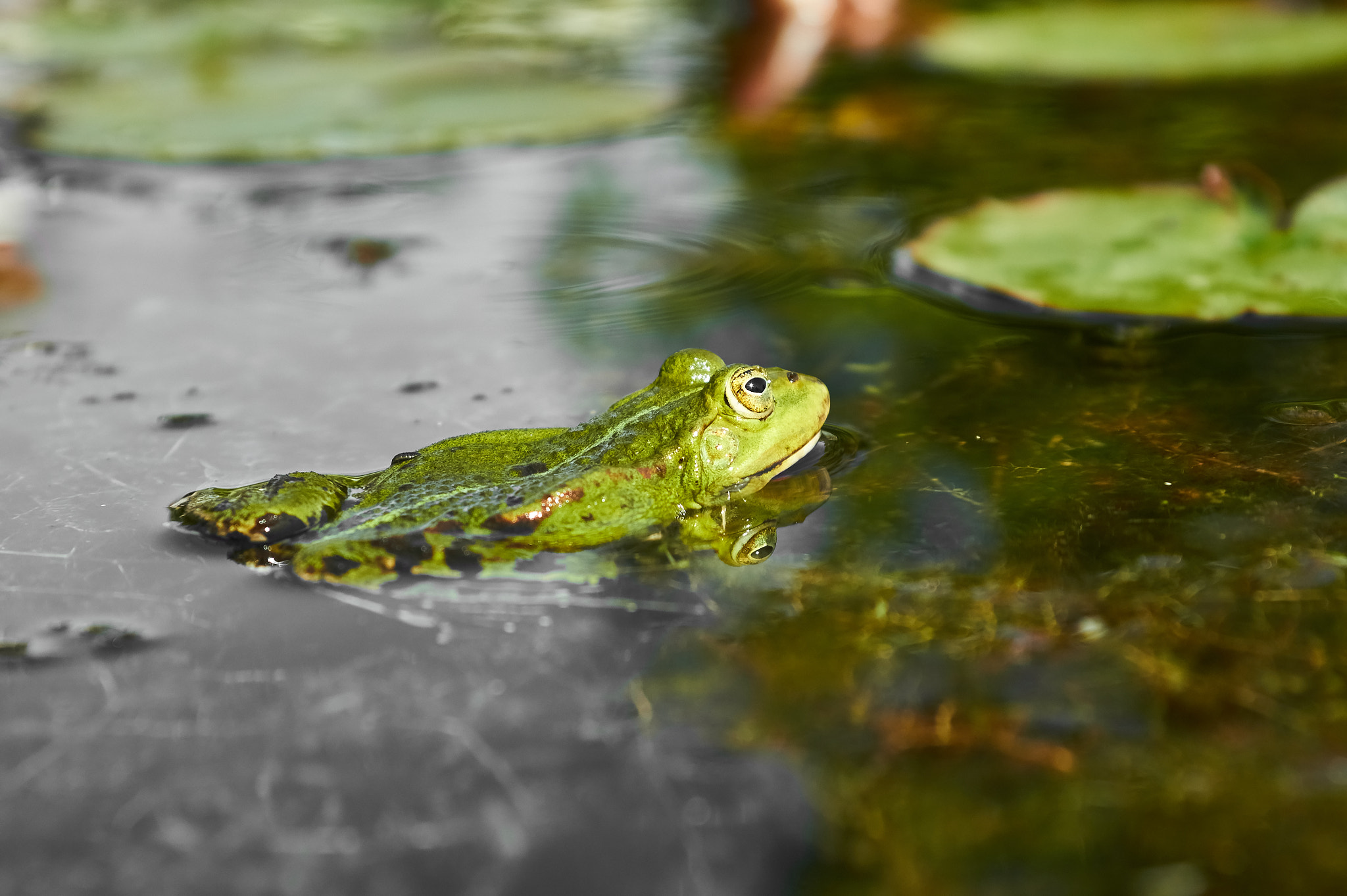 Sony SLT-A33 + 35-70mm F4 sample photo. Frog photography