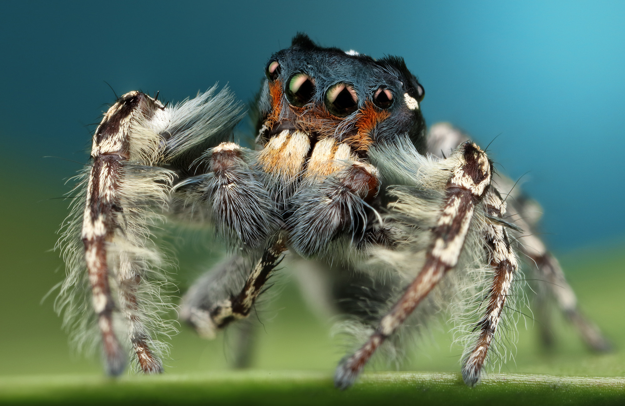 Canon MP-E 65mm F2.5 1-5x Macro Photo sample photo. Male phidippus putnami photography