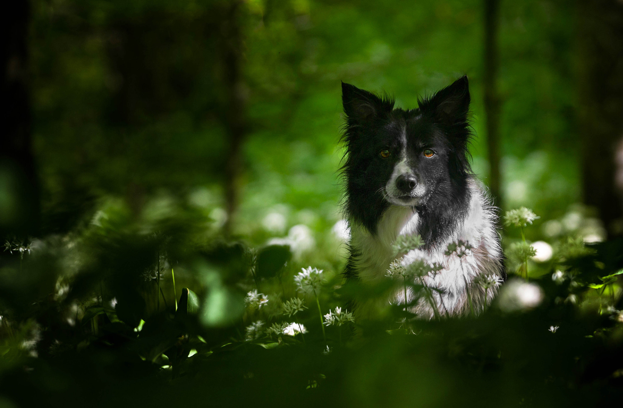 AF-S Zoom-Nikkor 80-200mm f/2.8D IF-ED sample photo. In bear garlic photography