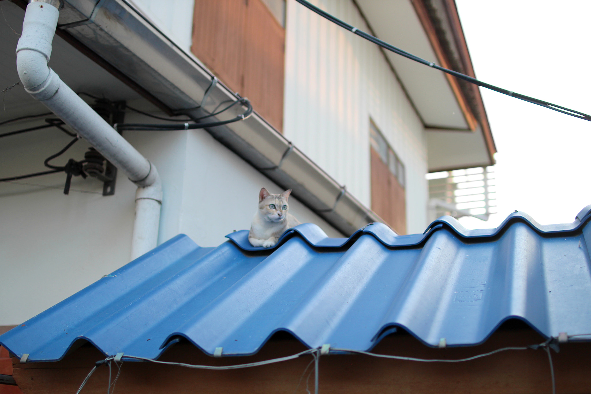 Sigma 30mm F1.4 EX DC HSM sample photo. Meow photography