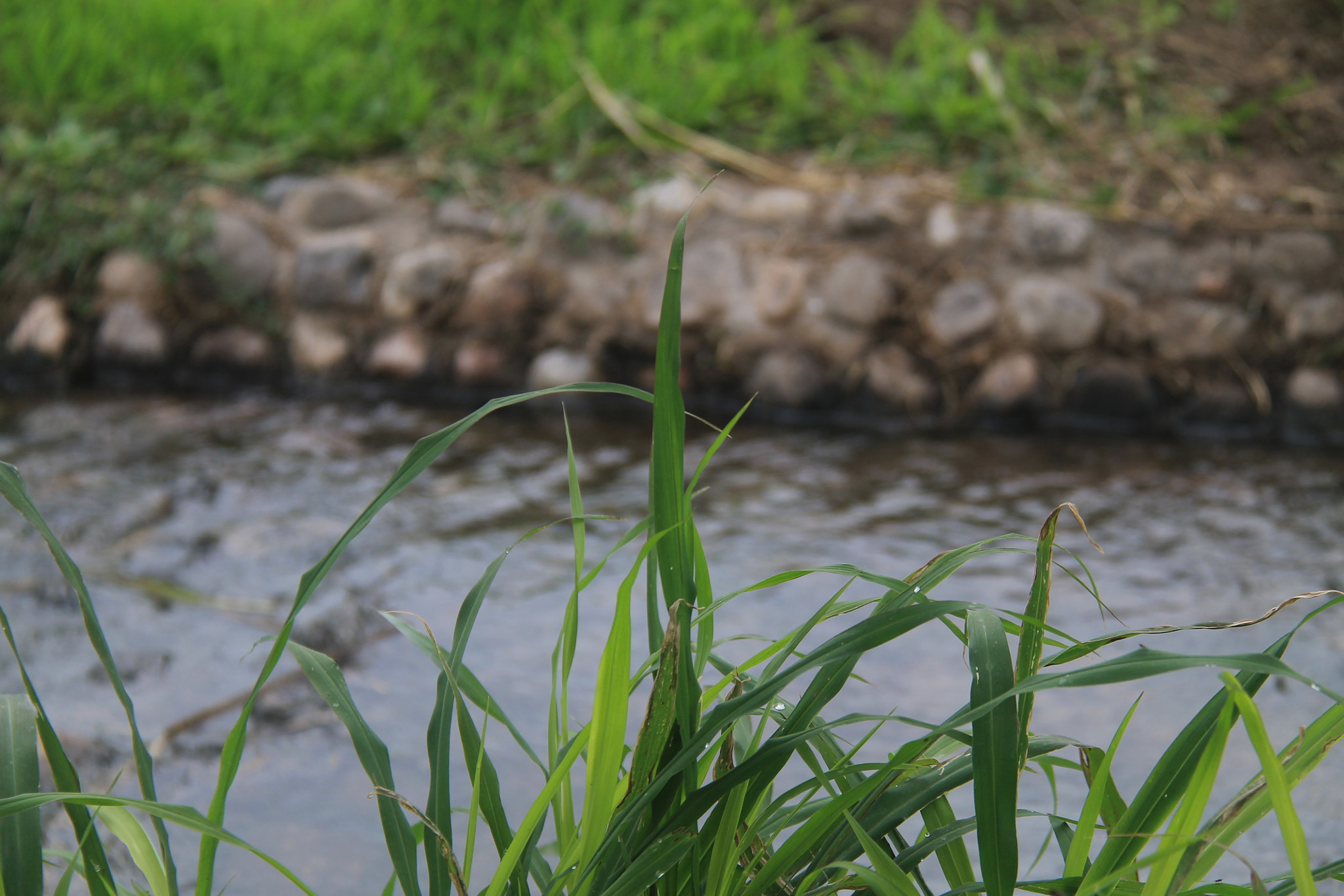 Canon EOS 1100D (EOS Rebel T3 / EOS Kiss X50) sample photo. Little river photography